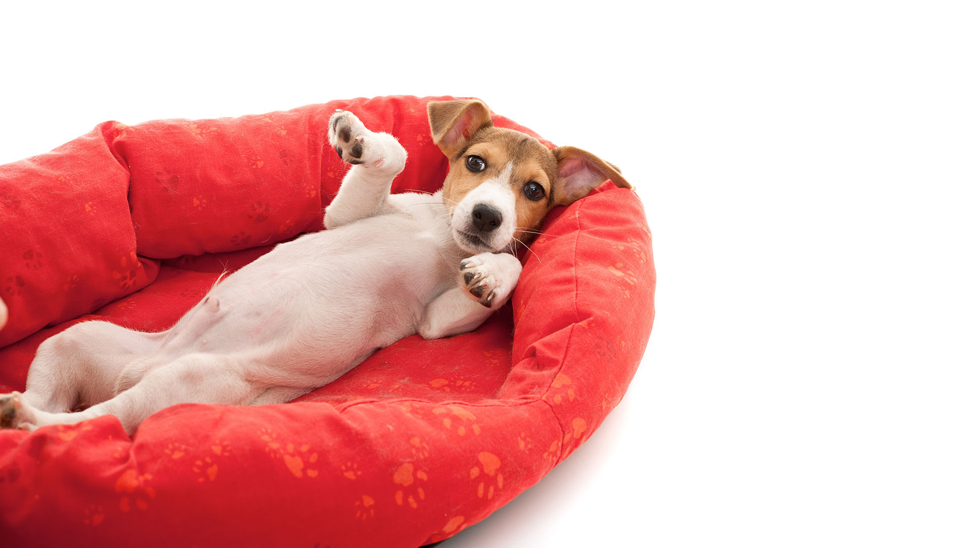 La limpieza de las camas y las mantas es esencial para evitar los malos olores en nuestros perros
(Getty Images)