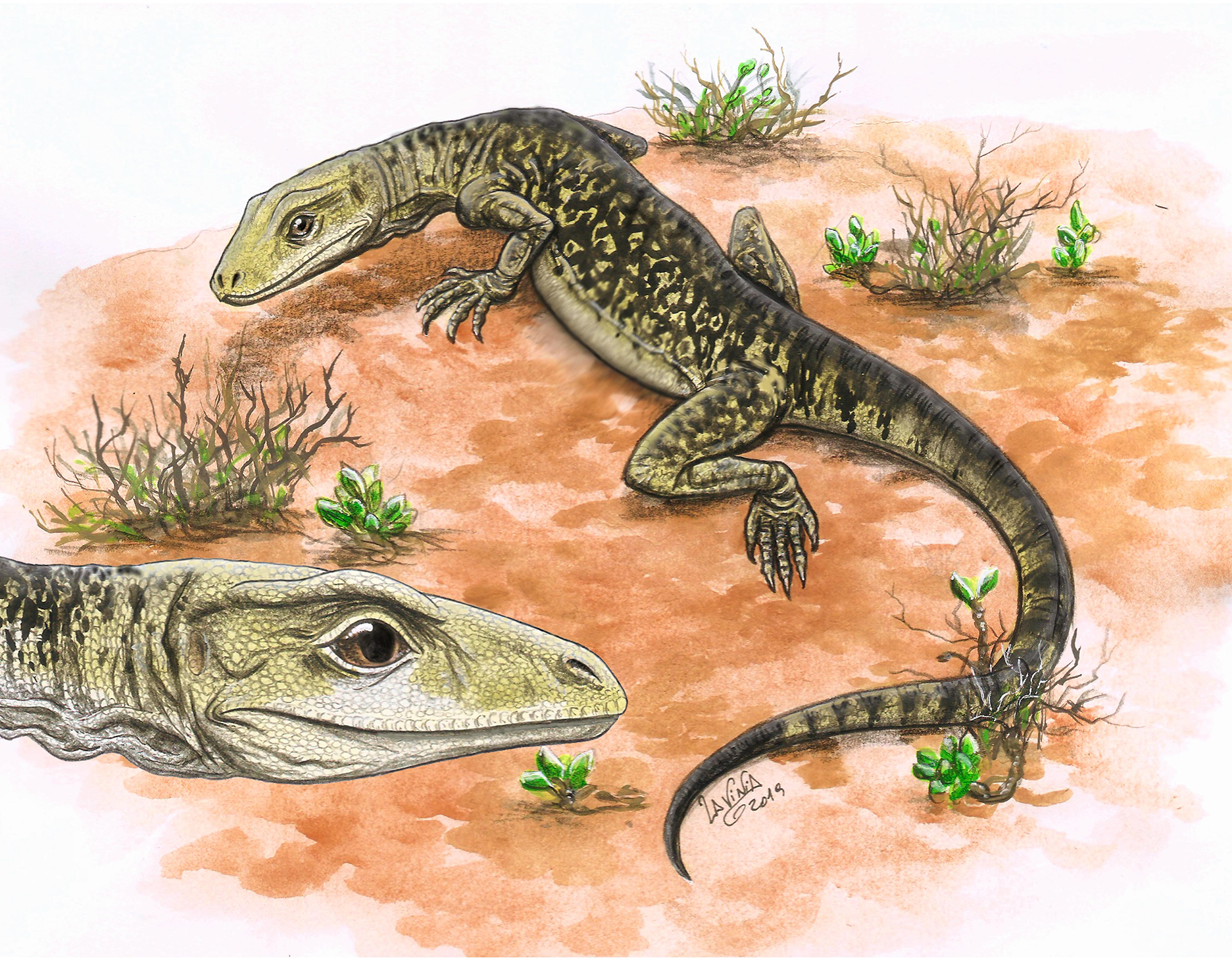 Estudiaron un fósil “olvidado” en un museo de Inglaterra y adelantaron el origen de los lagartos a 35 millones de años