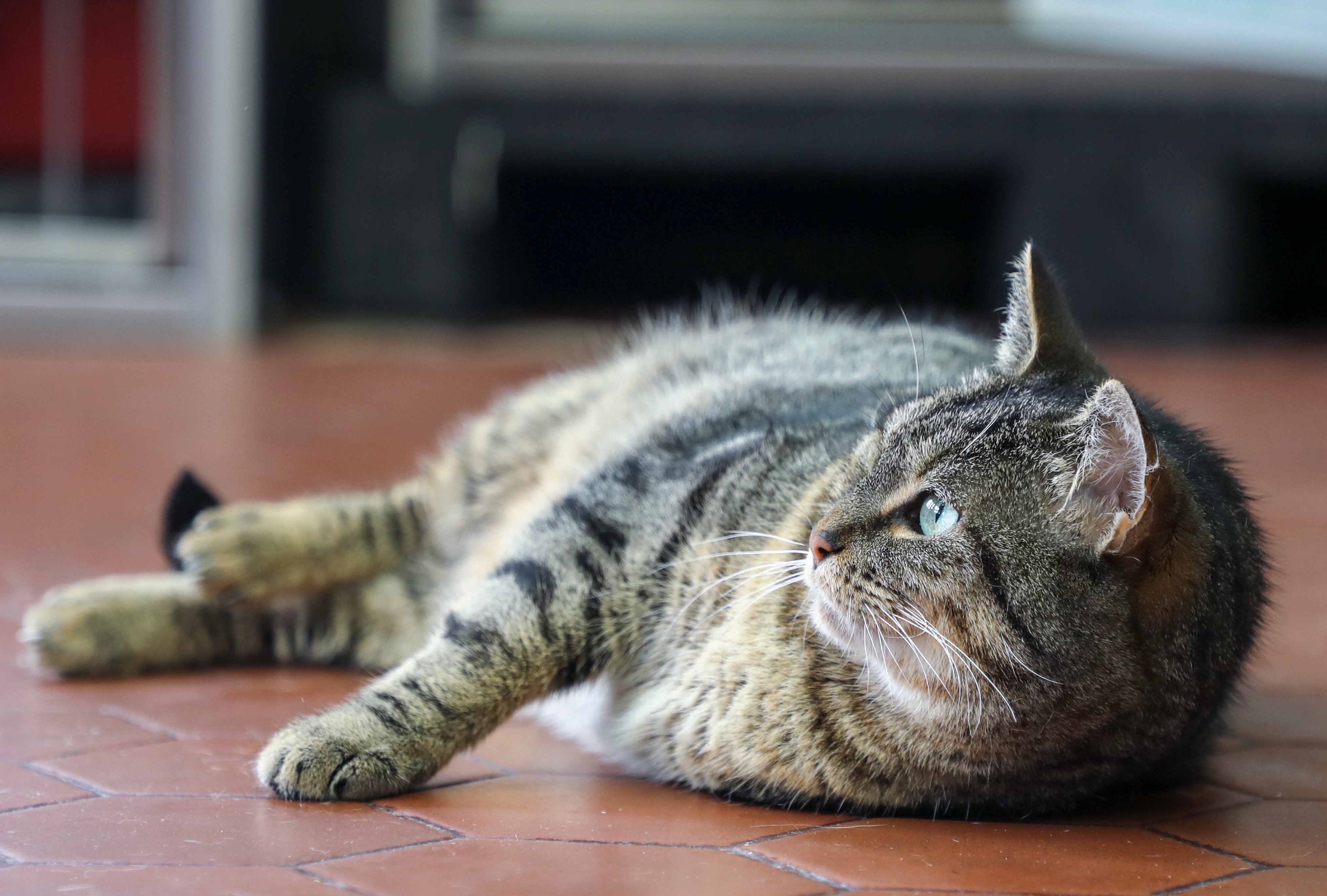 Día Internacional del Gato: recomendaciones para el cuidado de felinos en condición especial 