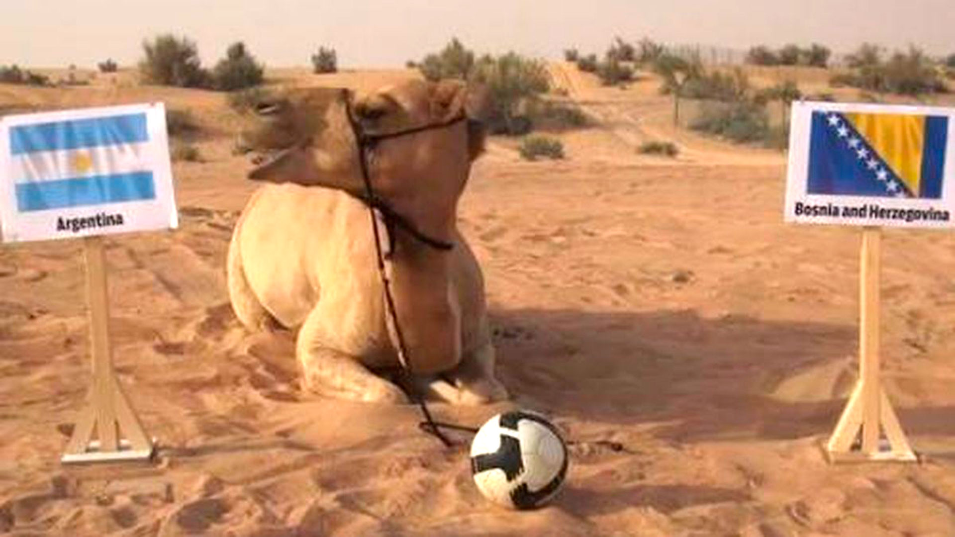 The armadillo Norman and the camel Shaheen emerged for the World Cup fair held in South America.  The first was chosen because the official mascot of Brazil 2014 was of its kind, due to a campaign carried out by the government of that country to save it from extinction.