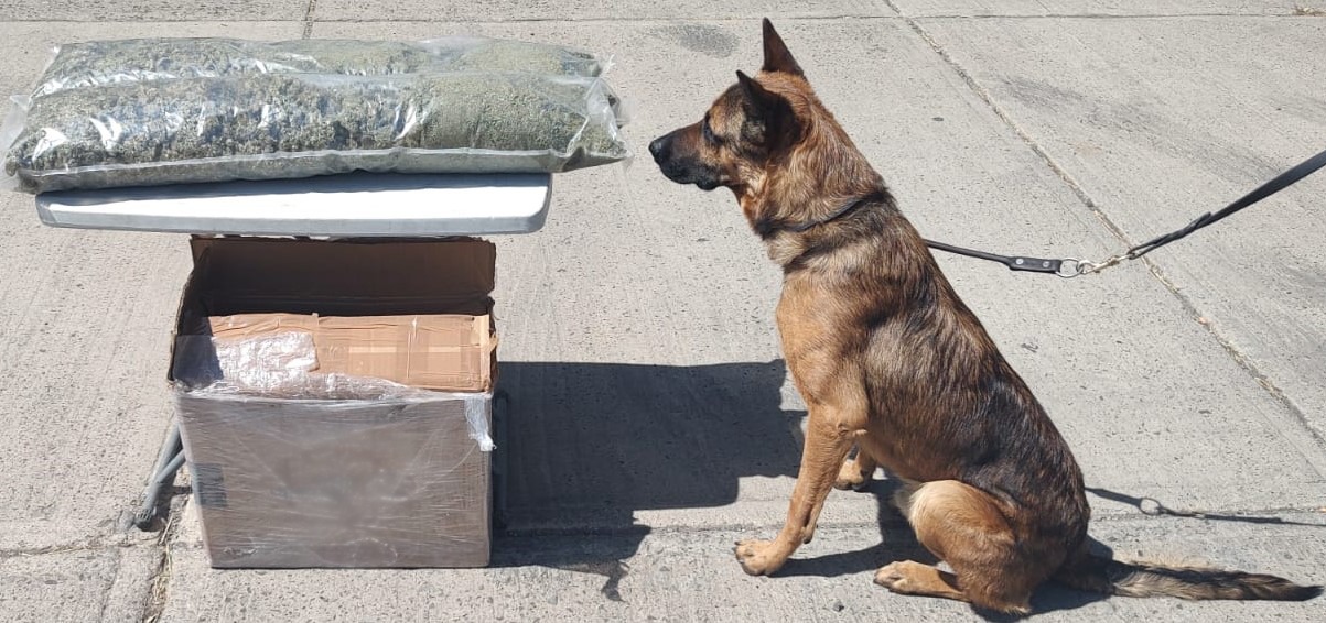 La posible marihuana fue encontrada gracias al apoyo de binomios caninos 
(Foto: Guardia Nacional)