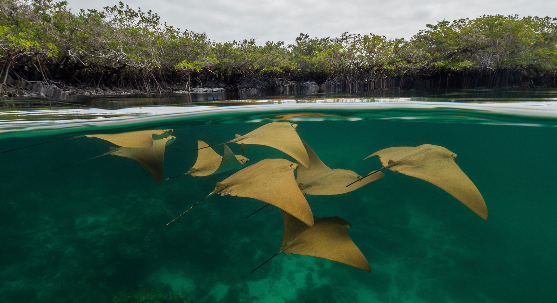 Protección de papel: los tiburones y rayas continúan bajo amenaza en Ecuador
