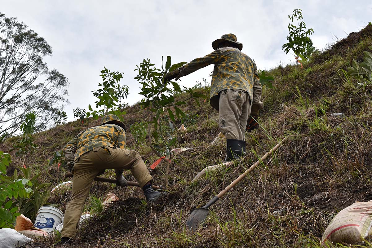 Más de 300 árboles han sido sembrados en el inicio de compensación  ambiental por las obras de Carabobo Norte - Infobae