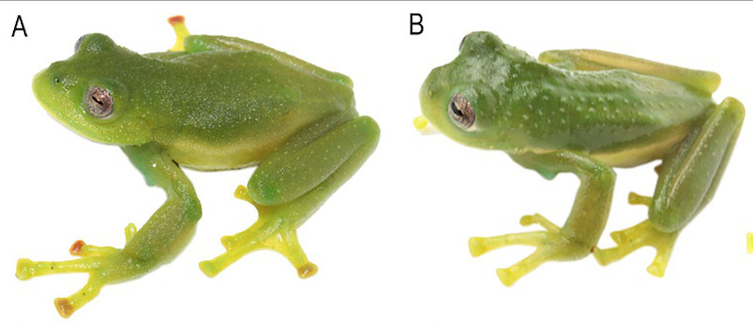 Las ranas Centrolene camposi (A) y C. ericsmithi (B) fueron descritas por científicos ecuatorianos (Juan Carlos Sánchez-Nivicela)