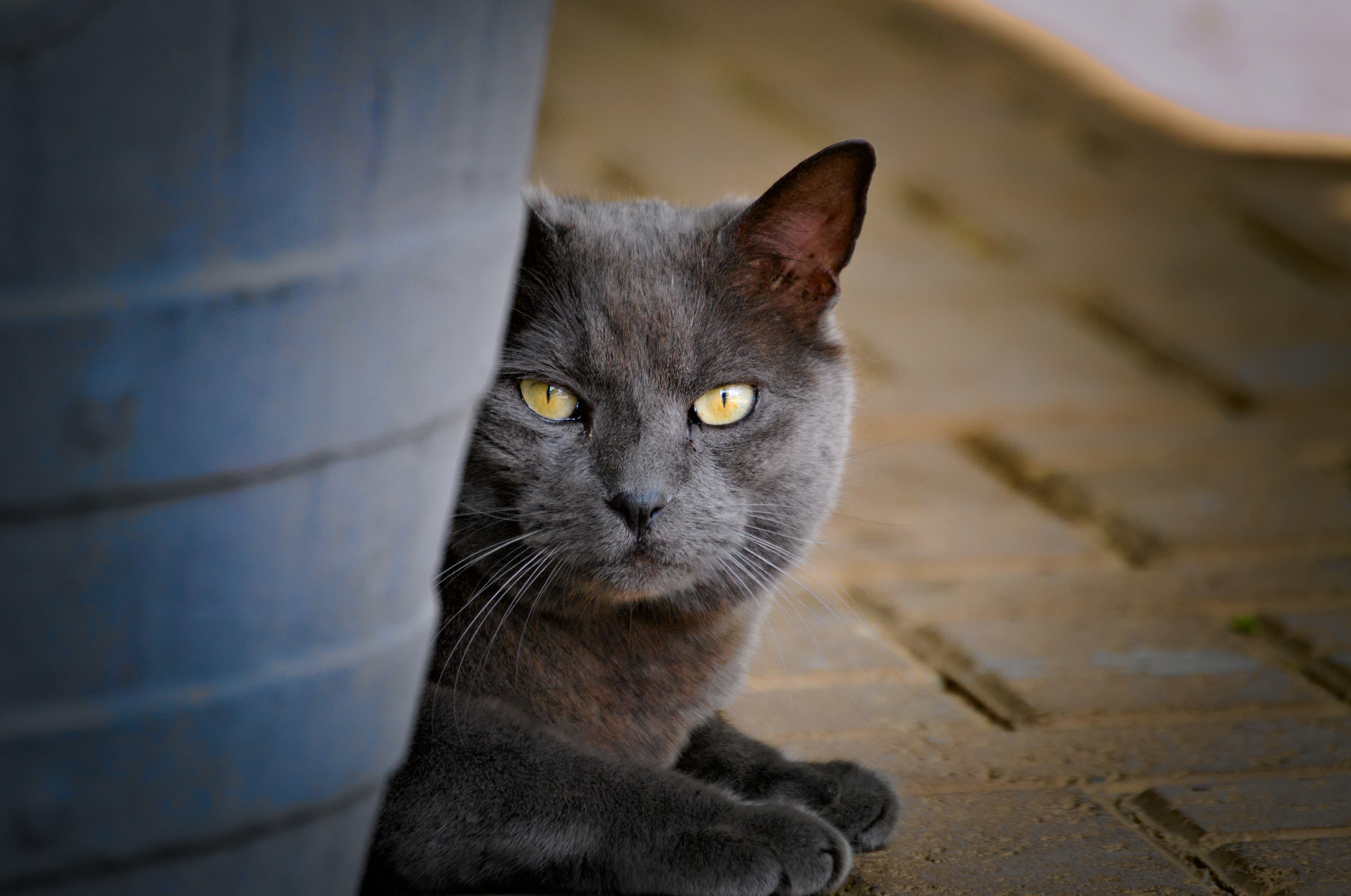 El gato "azul ruso" puede llegar a vivir hasta 20 años, en algunos casos (Pexels)