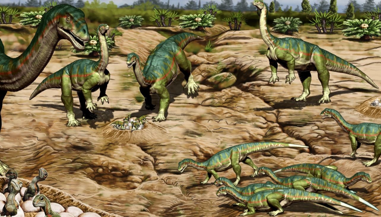 Una nueva investigación sobre un vasto sitio de fósiles en la Patagonia muestra que algunos de los primeros dinosaurios, el Mussaurus Patagonicus, vivían en manadas y sugiere que esto puede haber sido una de las claves del éxito de los dinosaurios (JORGE GONZALEZ)
