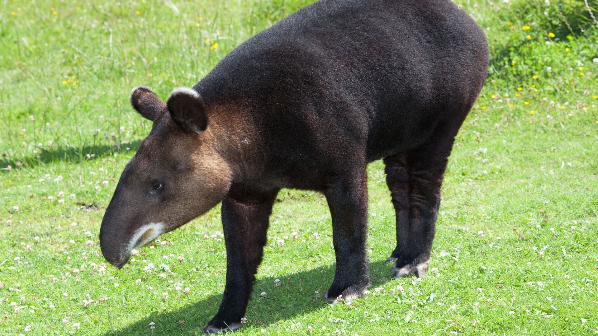 Tapir andino, danta de montaña o danta de páramo. Wikipedia/ David Sifry