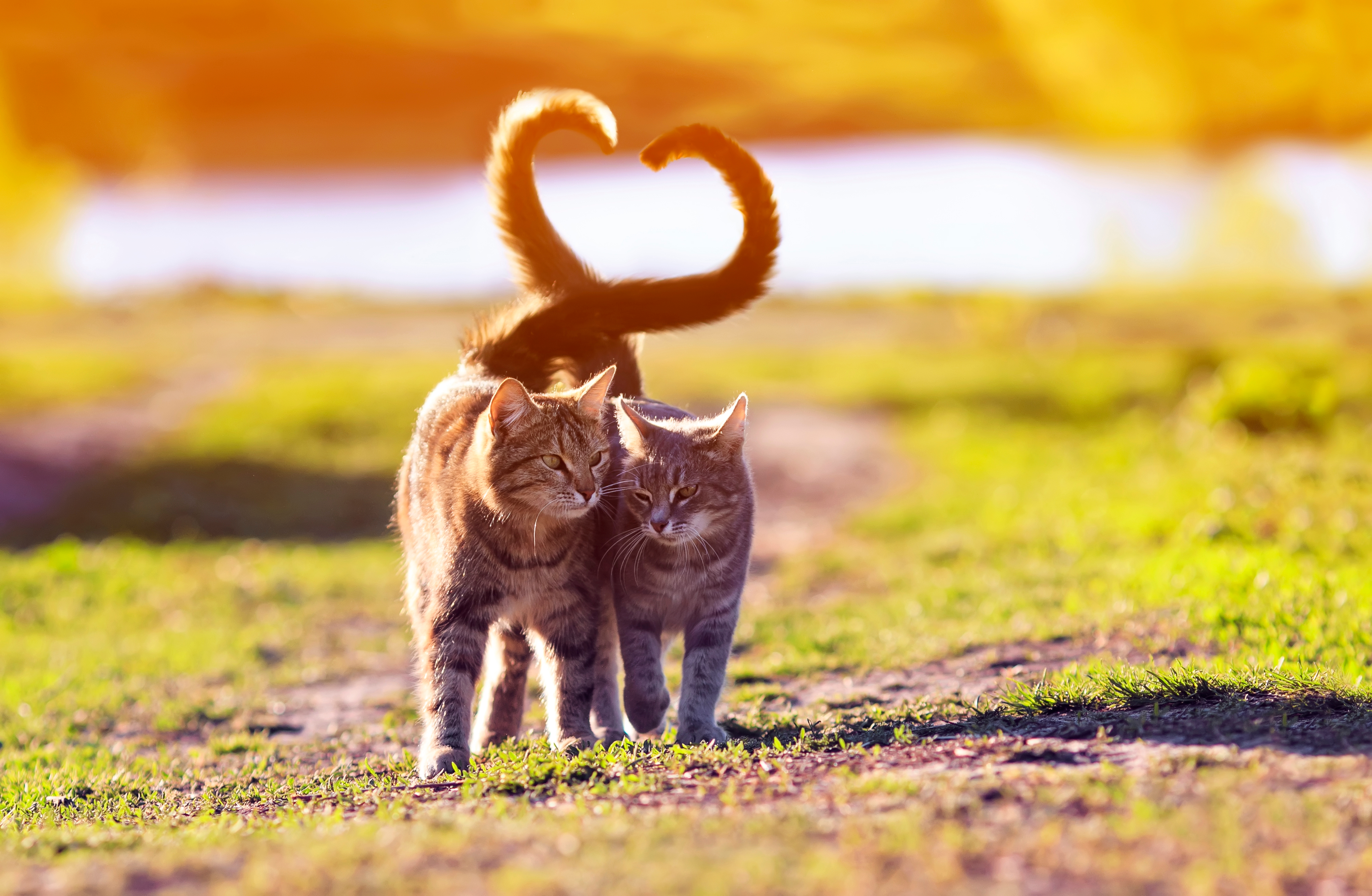 Verdades, mentiras y curiosidades sobre los gatos (Shutterstock)