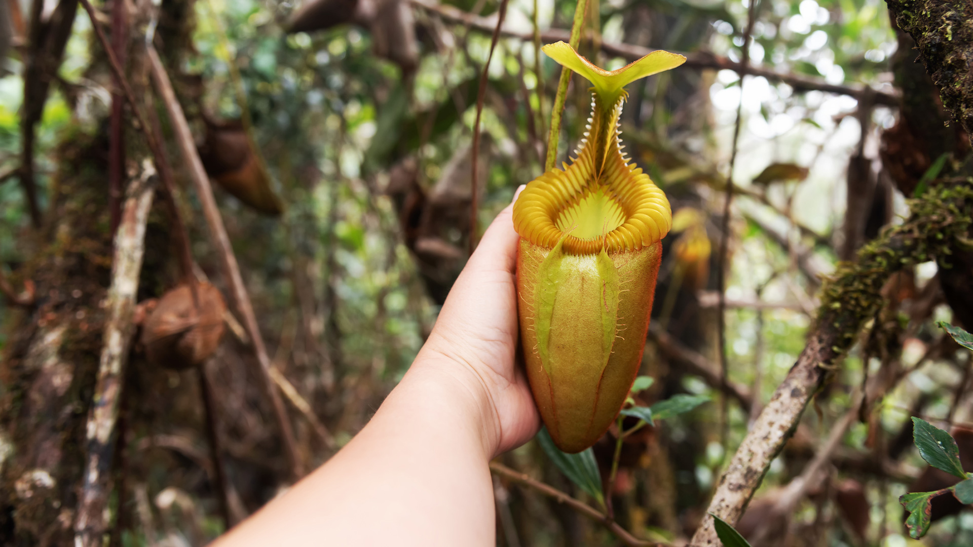 La Devoción De El Encargado Por Las Plantas Carnívoras ¿de Qué Se Alimentan Y Cómo Lo Hacen 0801