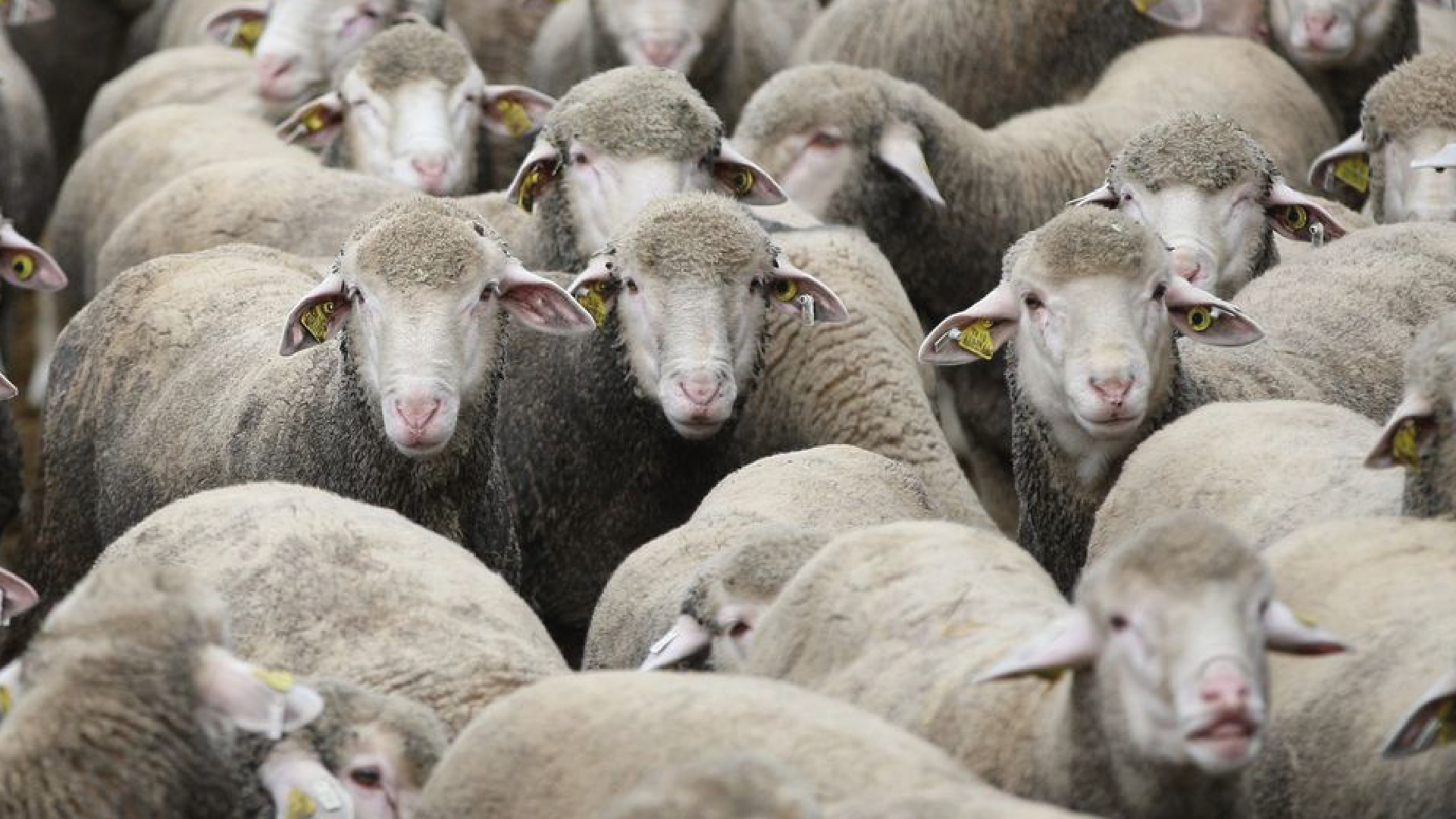 Las ovejas comenzaron a caminar en círculo en un corral y el video se viralizó.