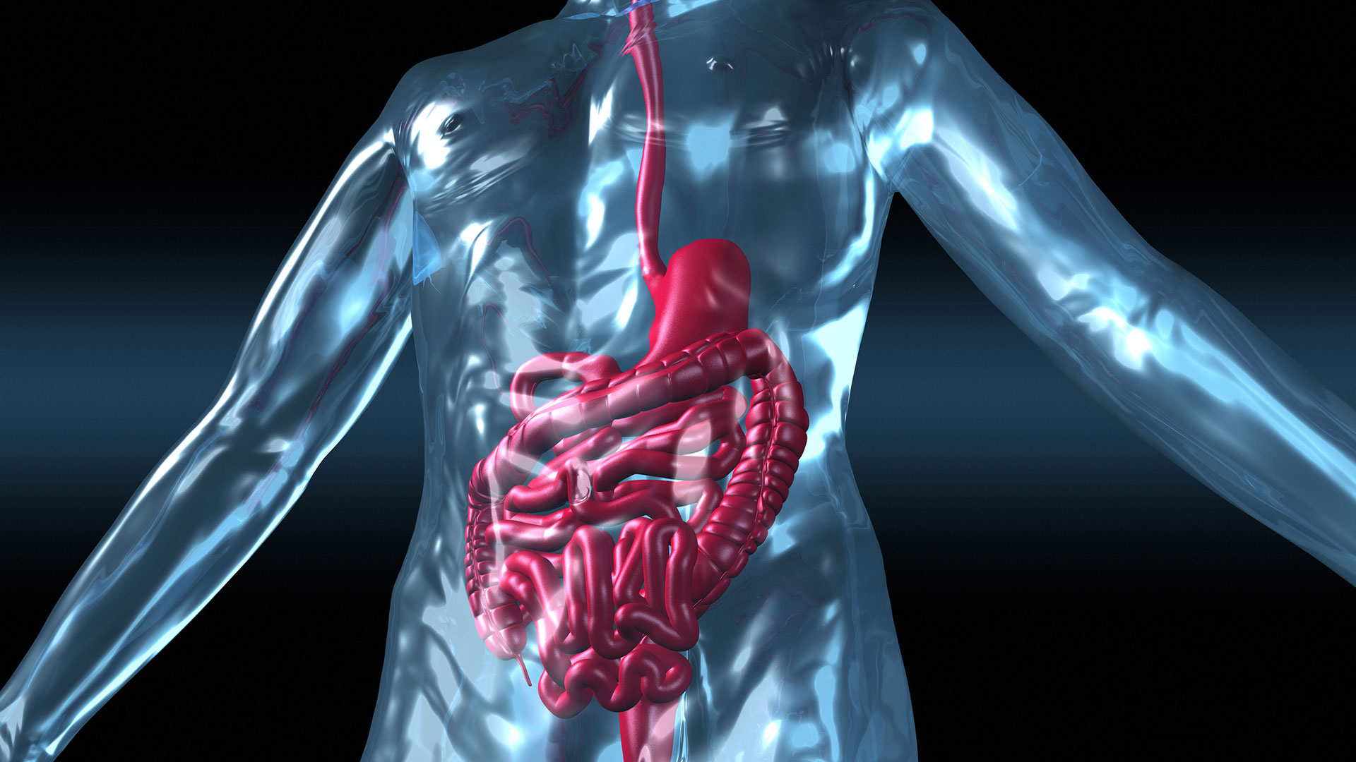 Por qué la microbiota es clave para reparar el hígado y los músculos dañados, según los expertos de Harvard