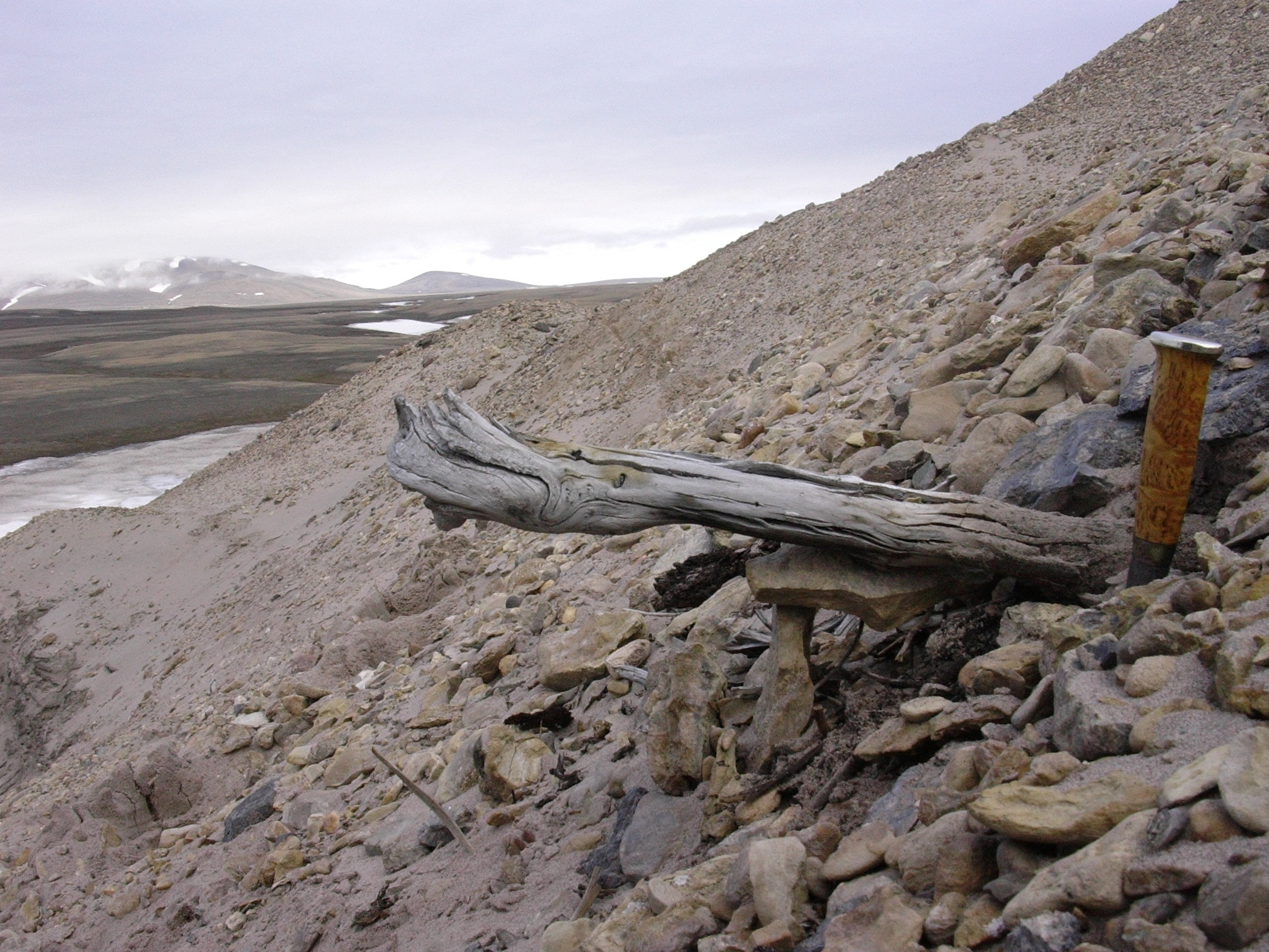 A two-million-year-old larch trunk is still trapped in permafrost in coastal deposits north of Greenland.  The wood was transported by rivers to the sea, eroding the formerly forested landscape (Svend Funder/Handout via REUTERS)