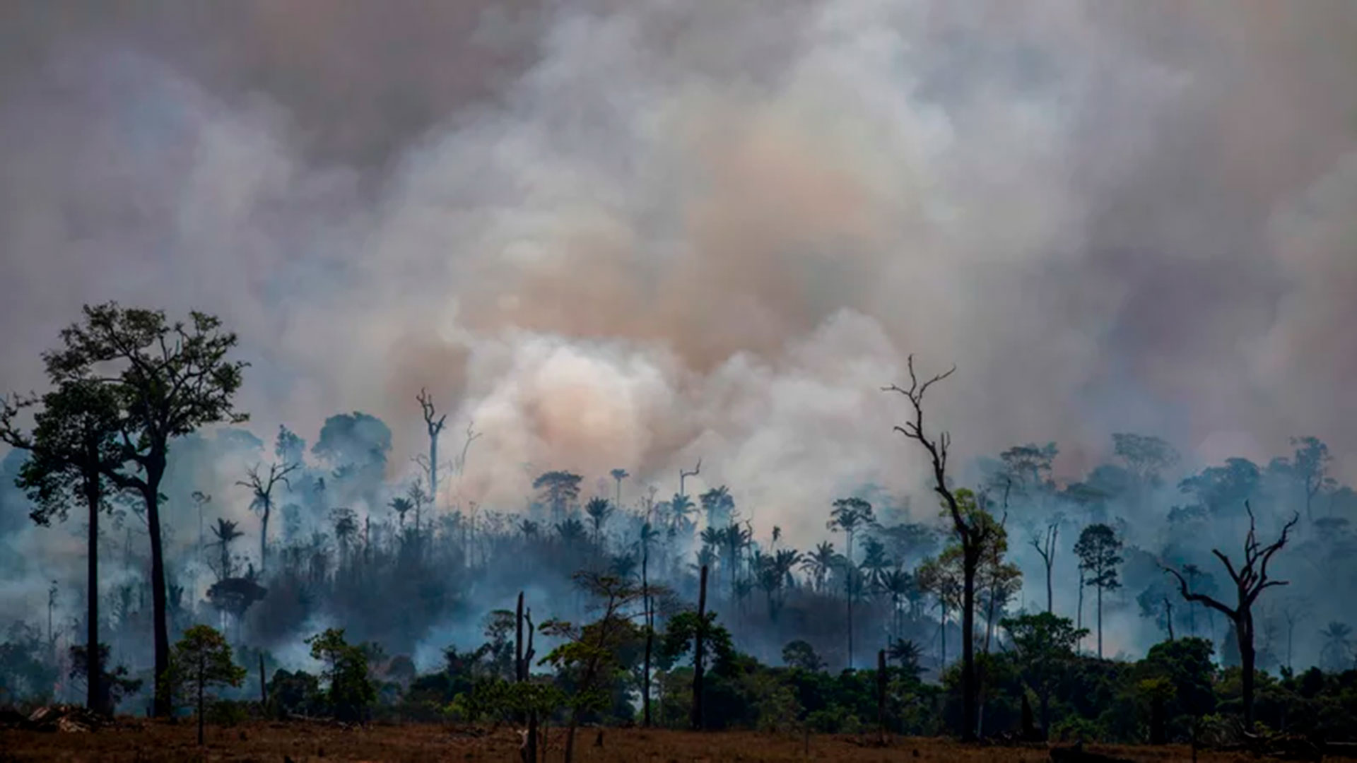 Para poder comprender por qué va a ser un tema de debate en la cumbre climática de Glasgow, hace falta pensar en el rol del Amazonas globalmente (AFP)