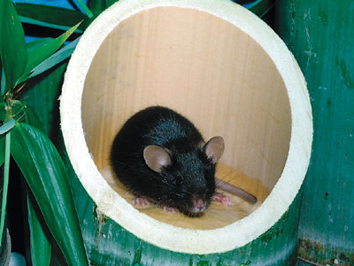 Kaguya fue la primera ratona creada en un laboratorio usando la partenogénesis a partir de dos óvulos.