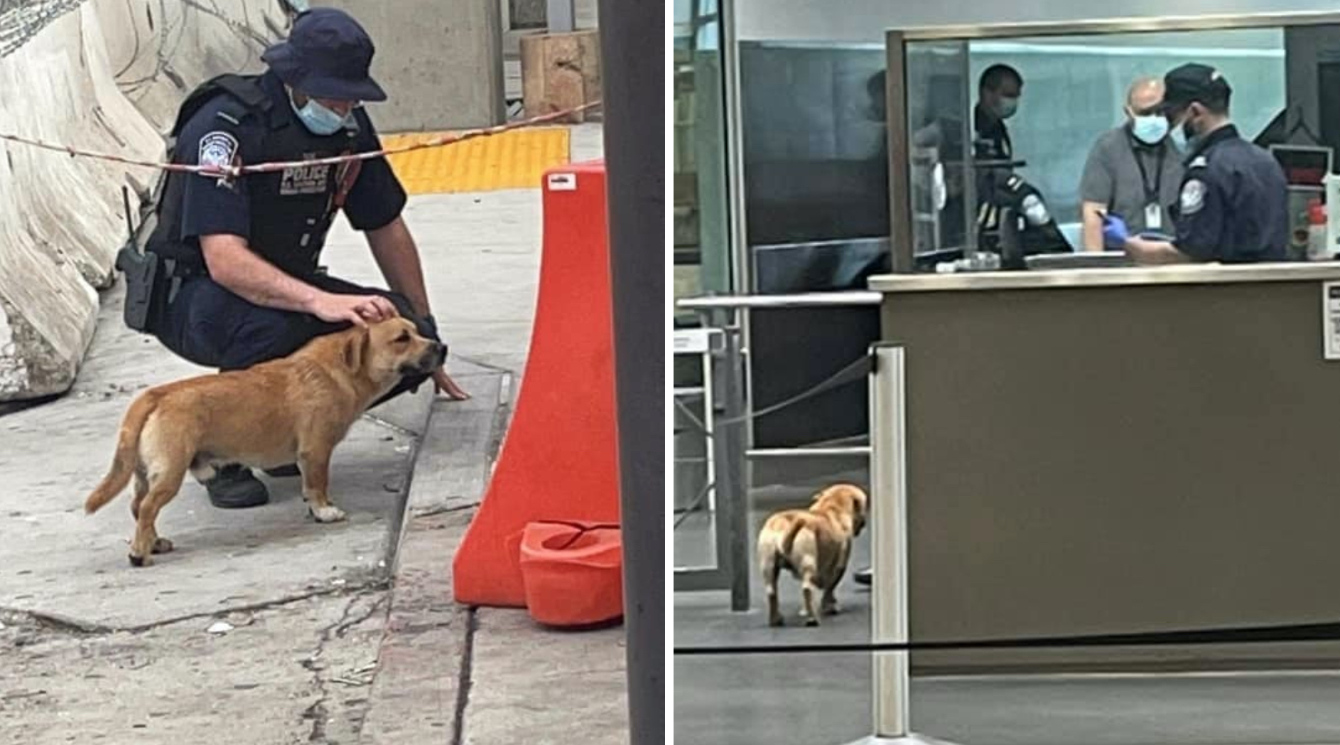 Sin visa: cachorro se hizo viral por cruzar la frontera entre México y EEUU