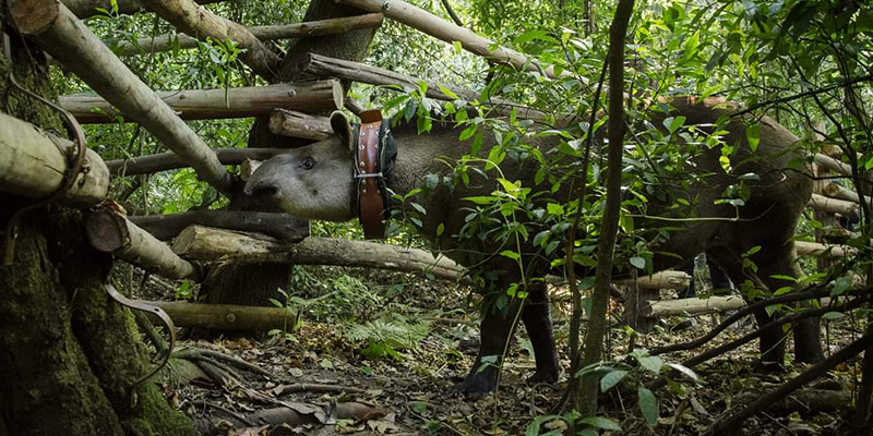 Los tapires se alimentan de hojas, brotes y frutos de árboles y moldean, así, el bosque que habitan, abriendo espacios para otras especies de plantas y animales. Por eso se los suele llamar “arquitectos del paisaje”. (Imagen: gentileza Proyecto Tapir)

