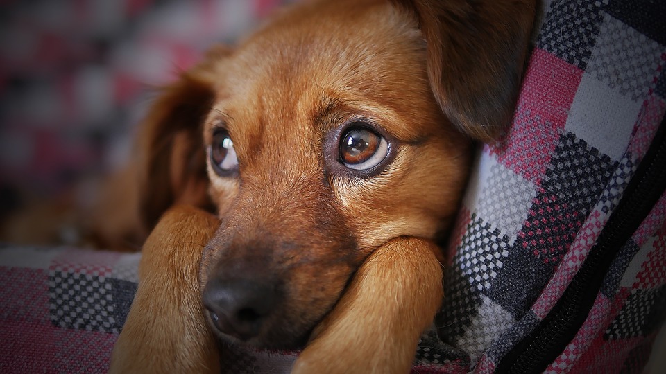 Los perros se sienten incómodos con la lluvia por su oído, ya que funciona como un amplificador de otros ruidos
(Foto: Pixabay)