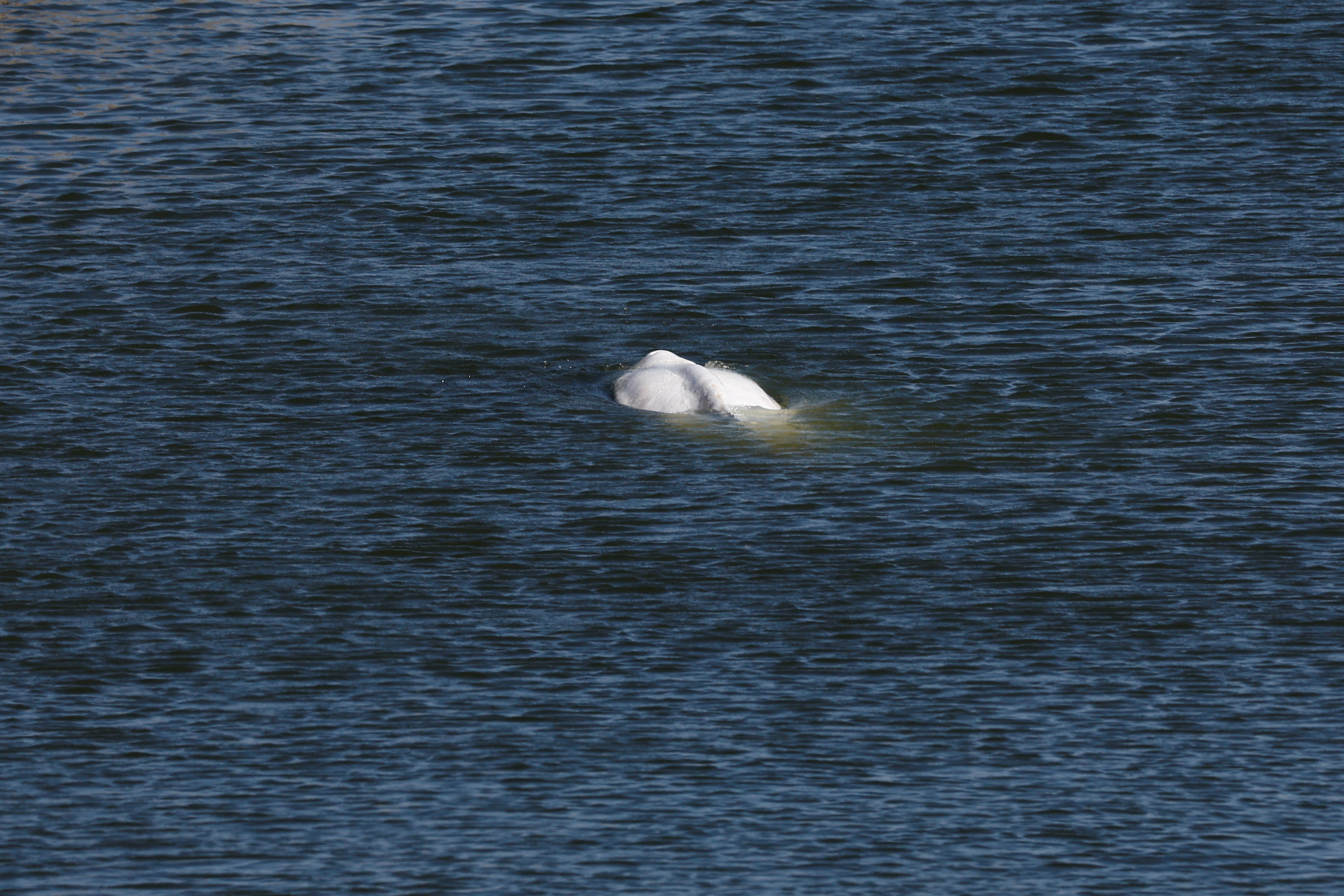 Una beluga nada por el río Sena en Francia, cerca de la esclusa de Notre-Dame-de-la-Garenne en Saint-Pierre-la-Garenne, Francia, el 8 de agosto de 2022 (REUTERS/Benoit Tessier)