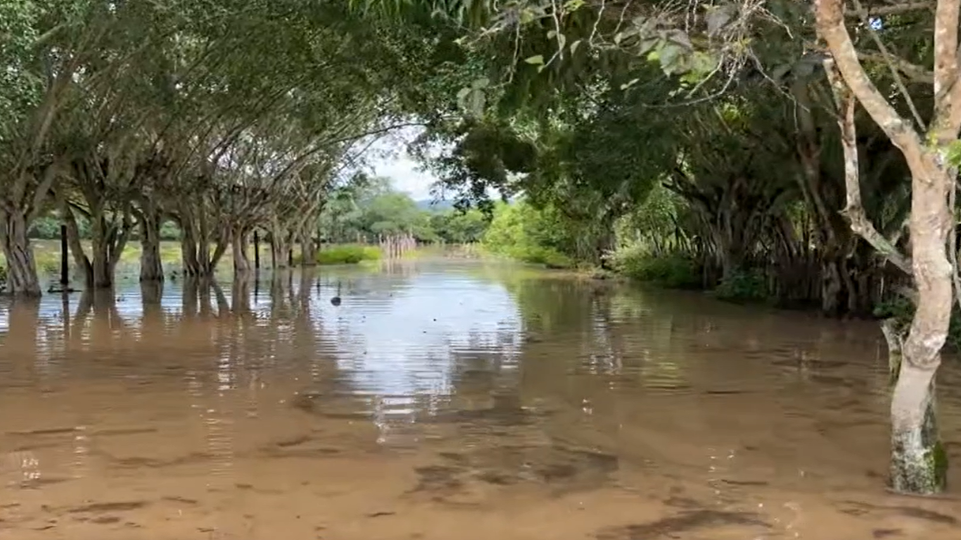 Río Mayo overflows and floods several houses and a road in Tarapoto.  Photo: Capture of Channel N
