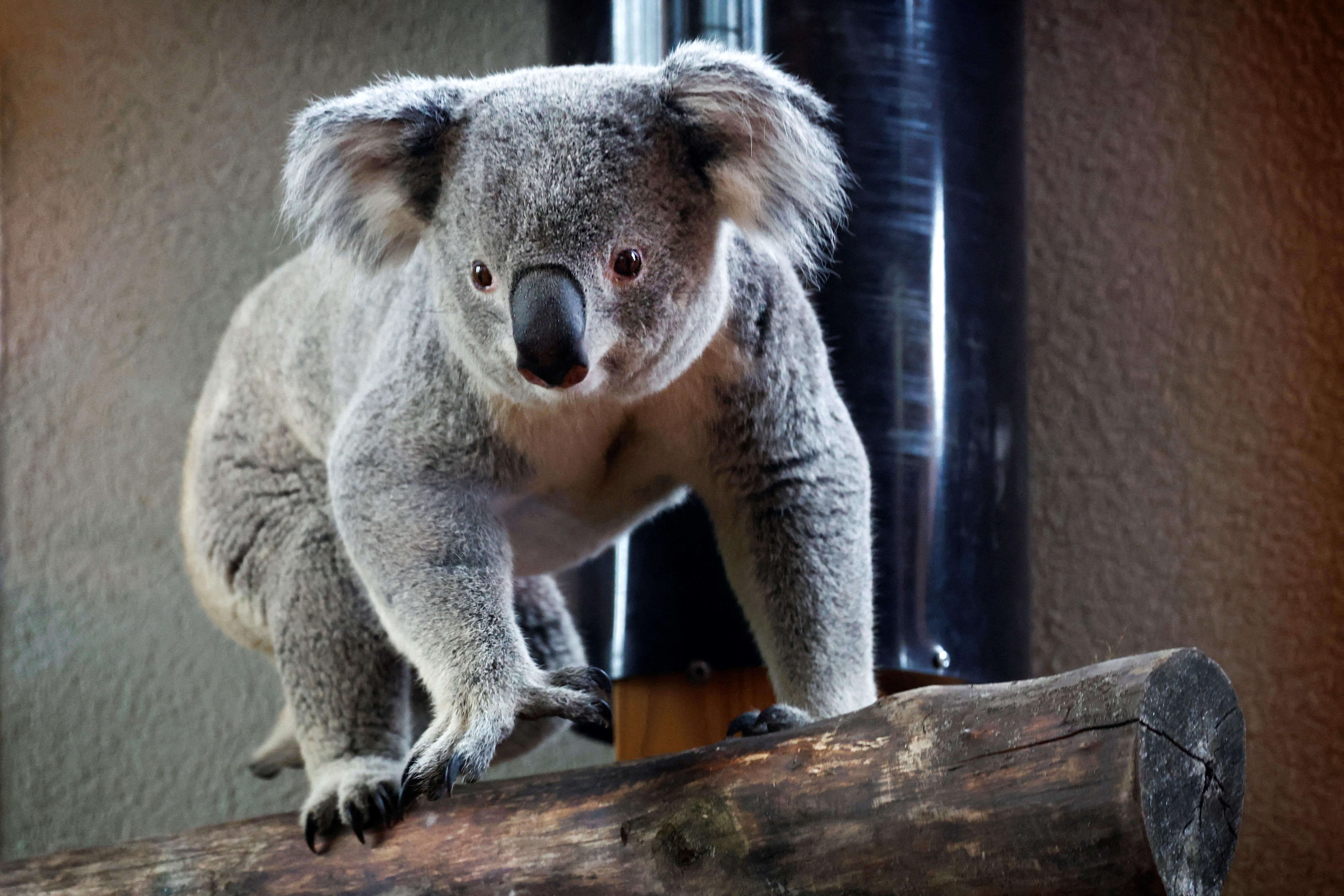 El santuario de koalas más antiguo del mundo prohibió abrazar a los animales