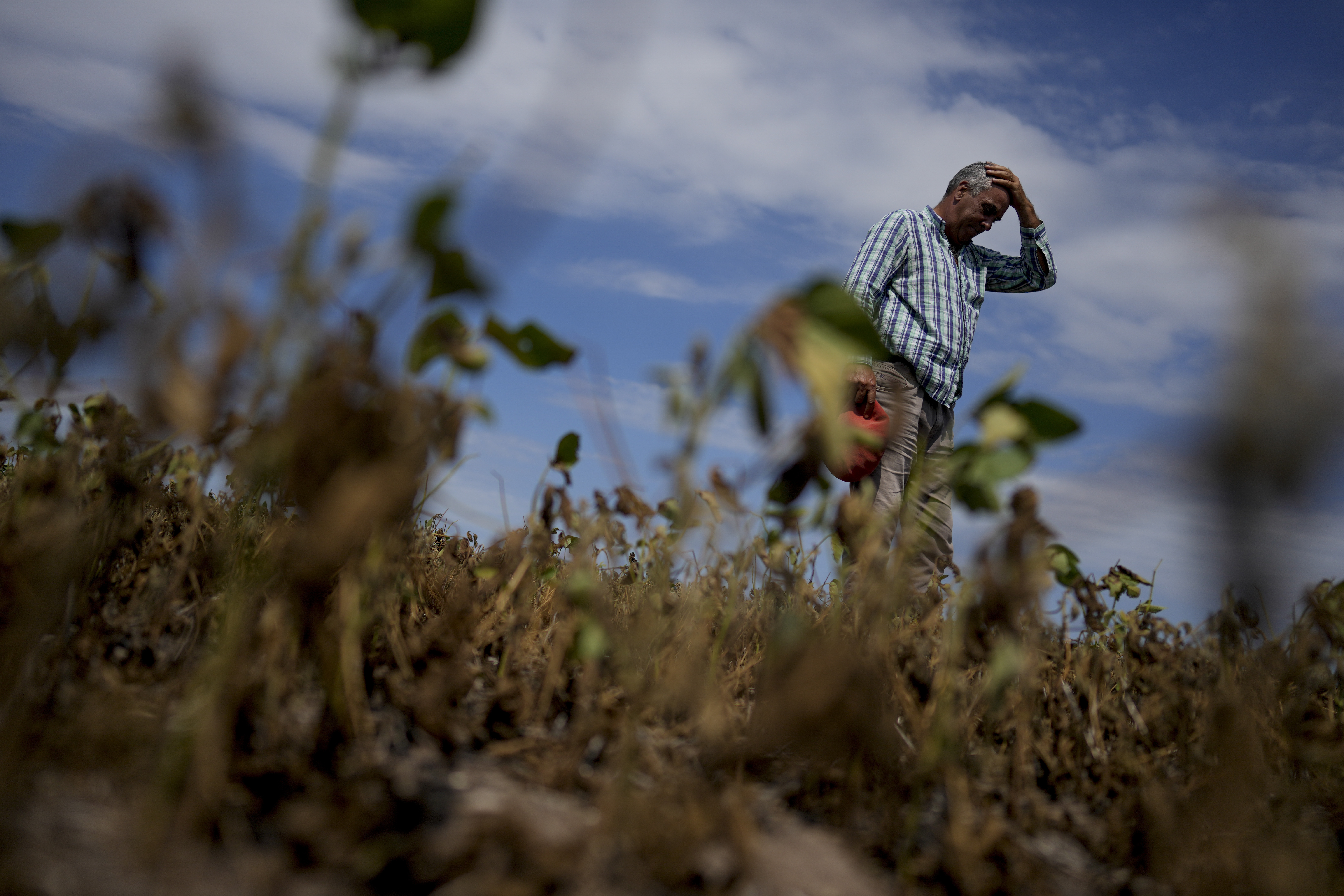Imágenes de cultivos afectados por la fuerte sequía en San Antonio de Areco, provincia de Buenos Aires (AP).
