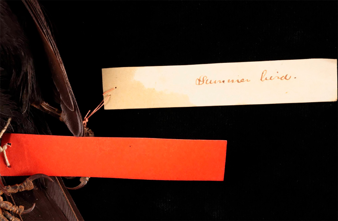 La etiqueta que El Smithsonian proveyó a Hudson tenía en el dorso la indicación de Hudson: “Ave rara en Buenos Ayres. Visitante veraniego”