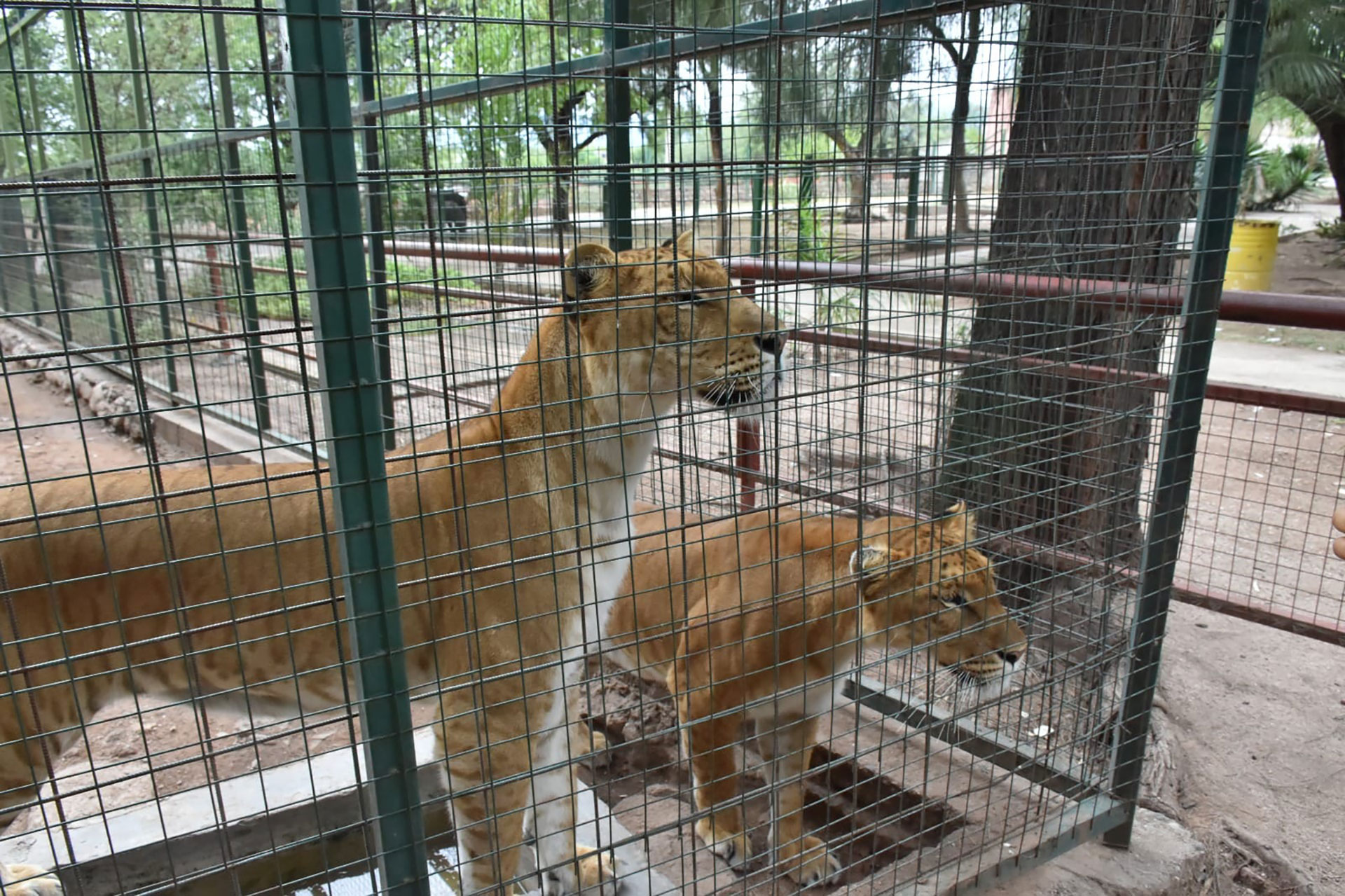 Animales de un ex zoológico de La Rioja serán llevados a un santuario donde vivirán en libertad 