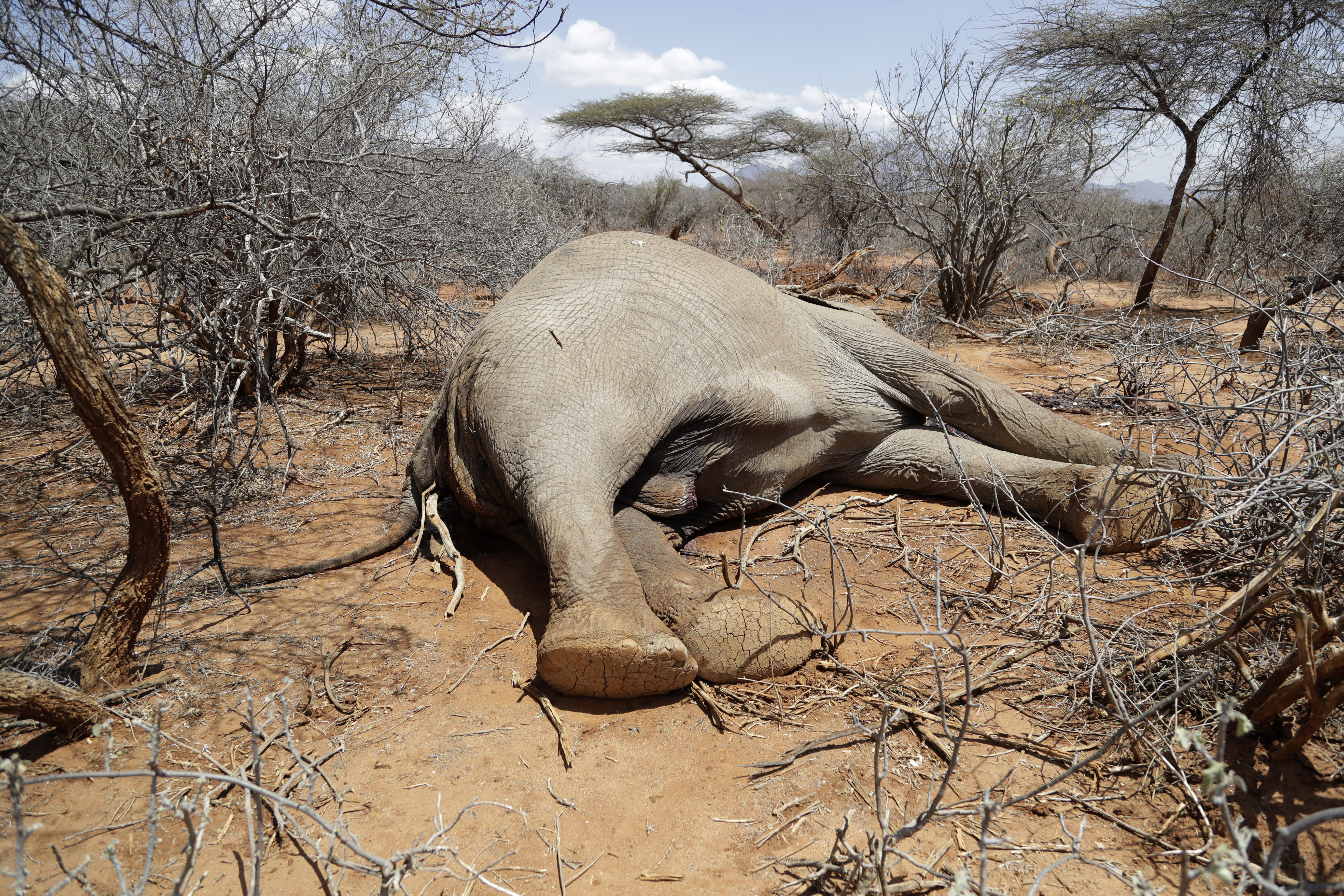 Las sequías en África oriental son las más graves del último tiempo y han terminado con la vida de cientos de animales (AP Foto/Brian Inganga)
