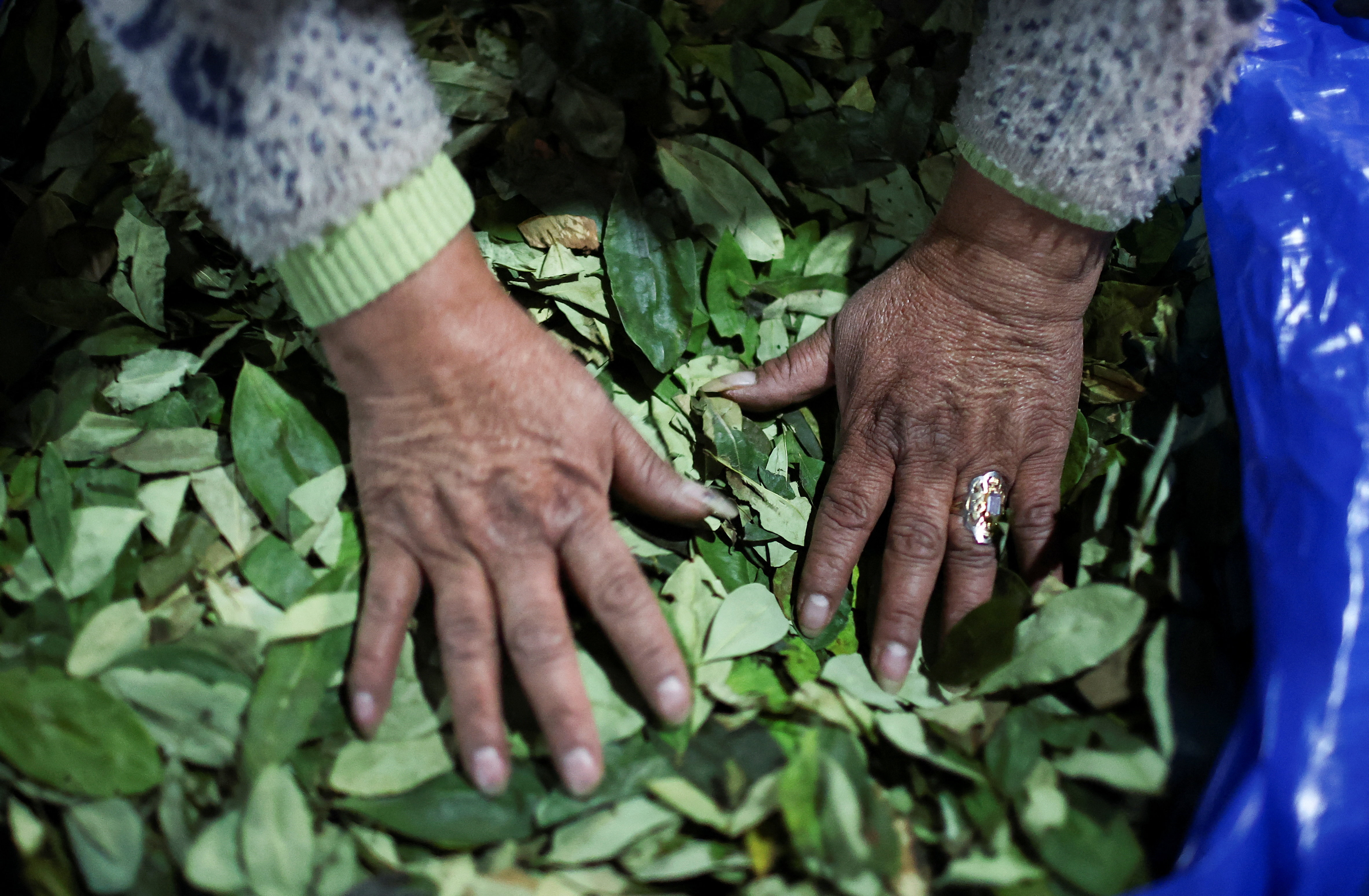 Por la crisis en Bolivia, subi&oacute; el precio de la hoja de coca: las reacciones en Salta y Jujuy