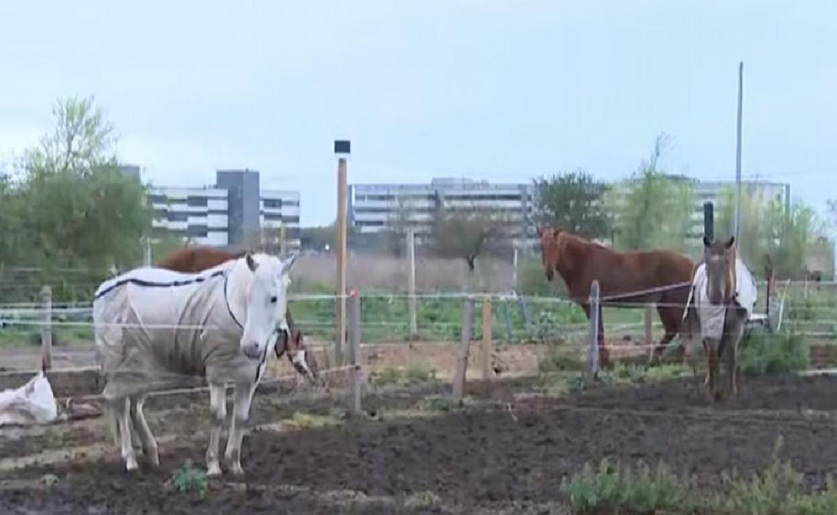 C&oacute;rdoba: robaron cuatro caballos de un club h&iacute;pico y sus due&ntilde;os pagaron una suma millonaria para recuperarlos