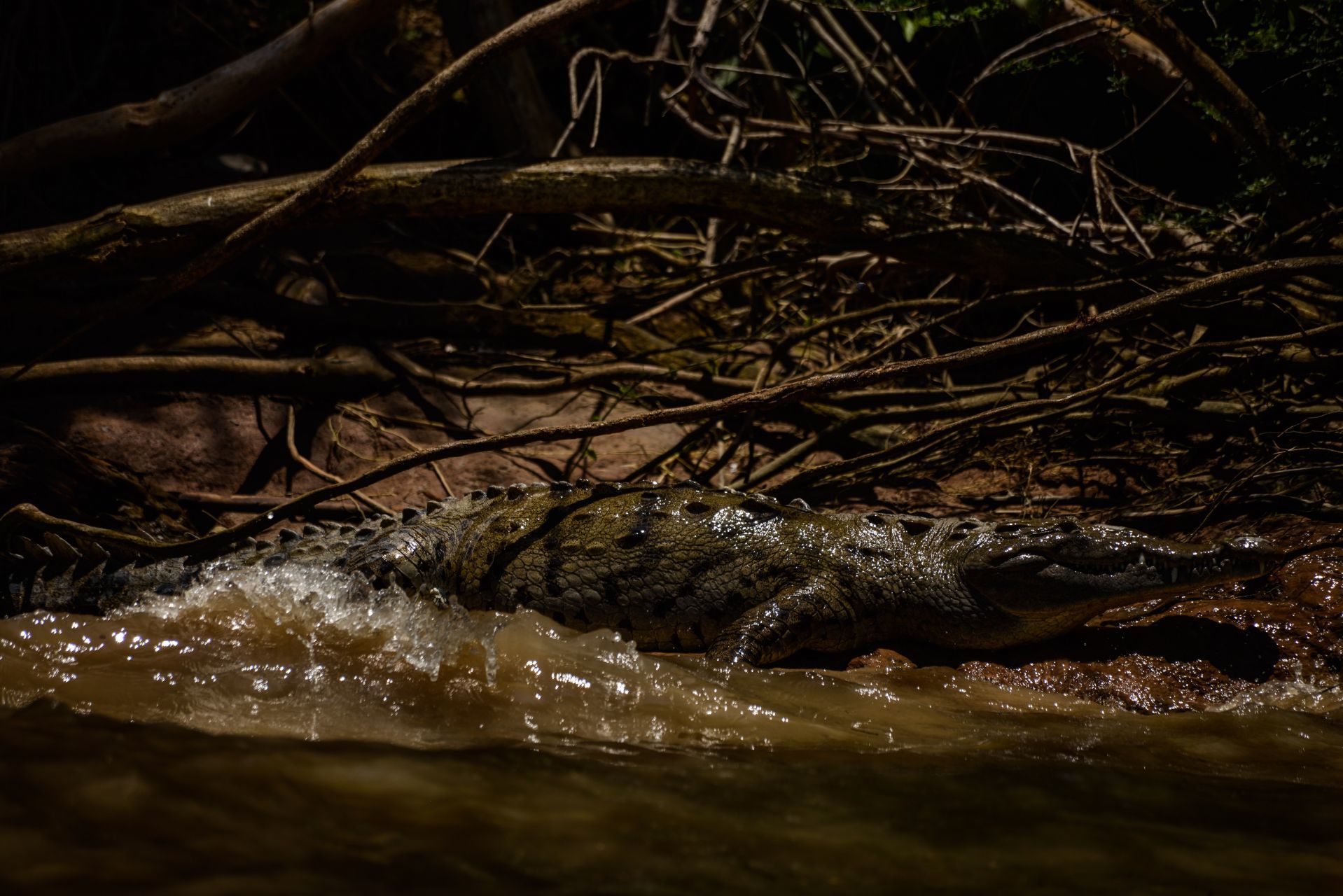 El aterrador momento en que un cocodrilo casi devoró a un pescador en  Veracruz - Infobae