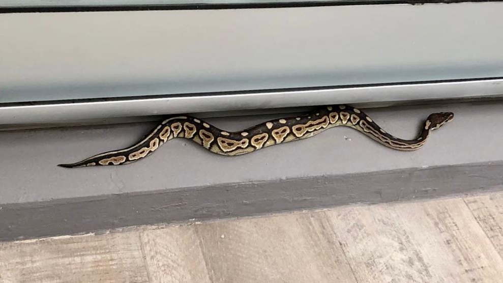 Susto en Palermo por la aparición de una serpiente pitón en el balcón de un departamento
