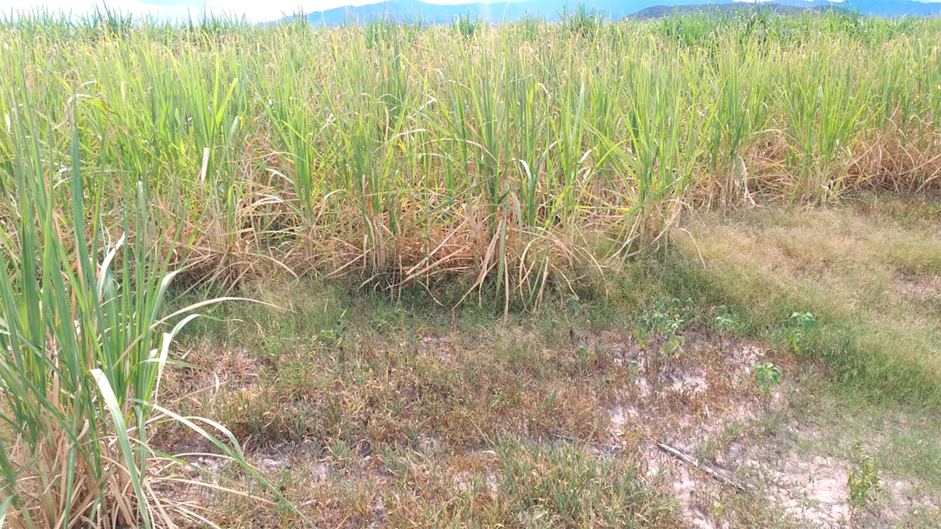La producción de caña de azúcar también sufre las consecuencias de la sequía. 