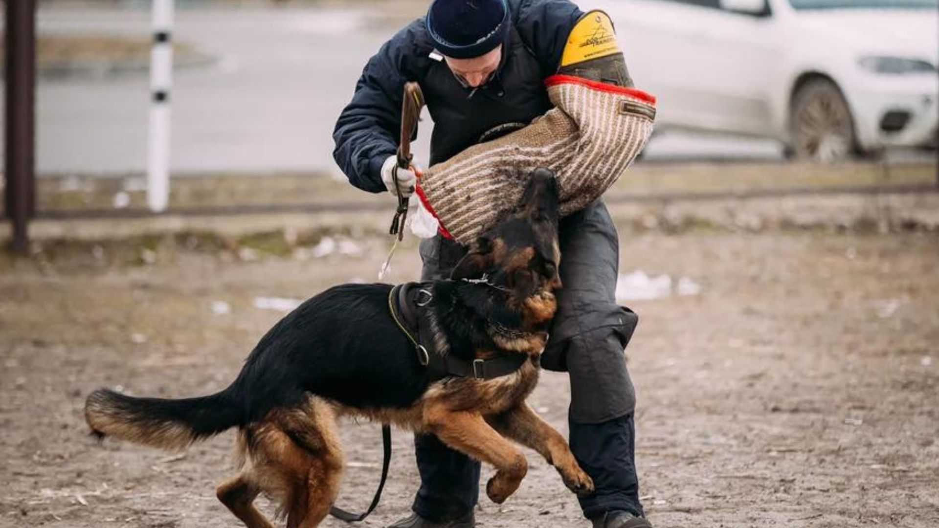 Ante su pasado de cazadores o guardianes, algunos perros muestran cierto tipo de independencia de sus dueños (iStock)
