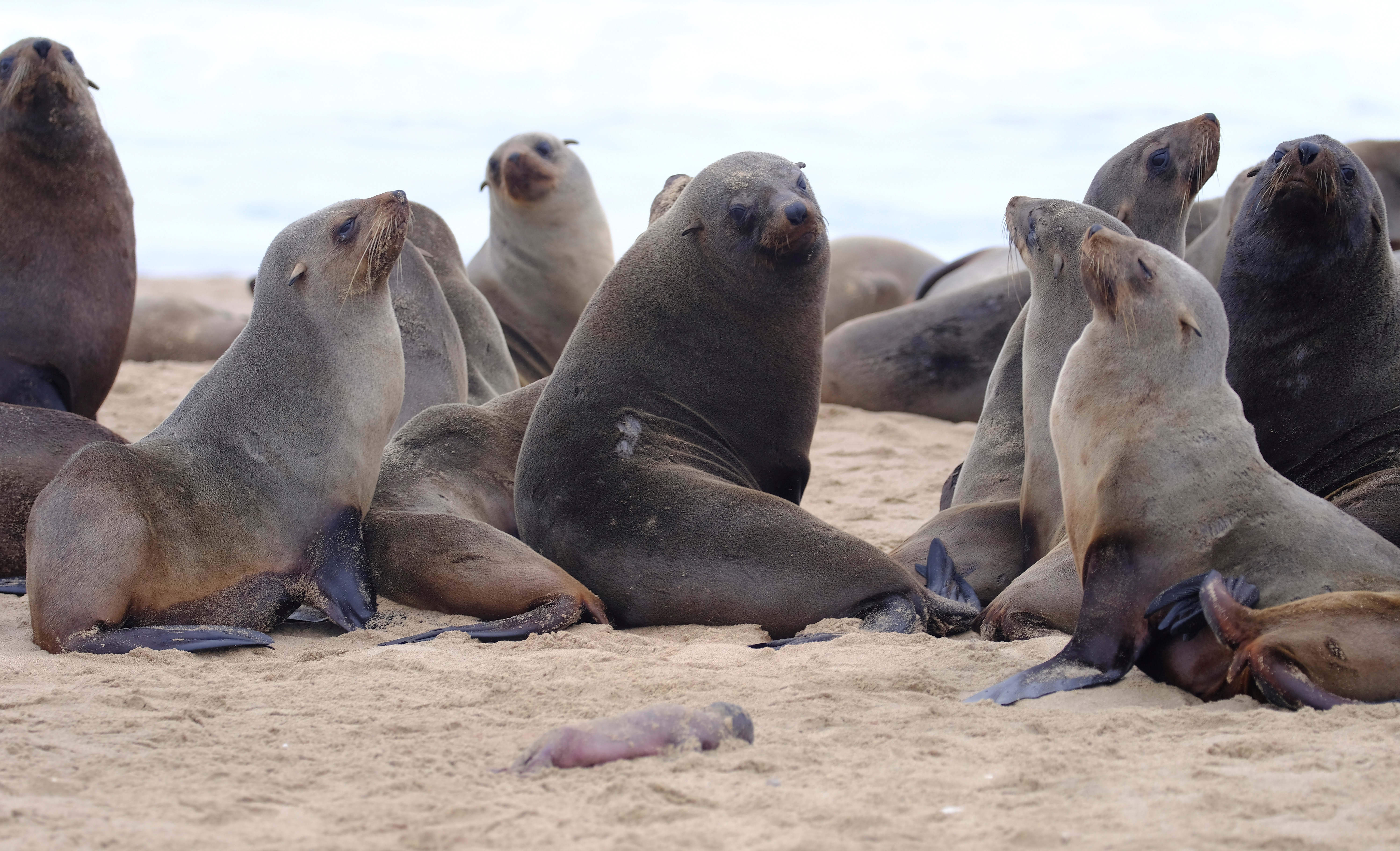 Más de 300 lobos marinos se apoderaron de las playas de Tomé, en Chile -  Infobae