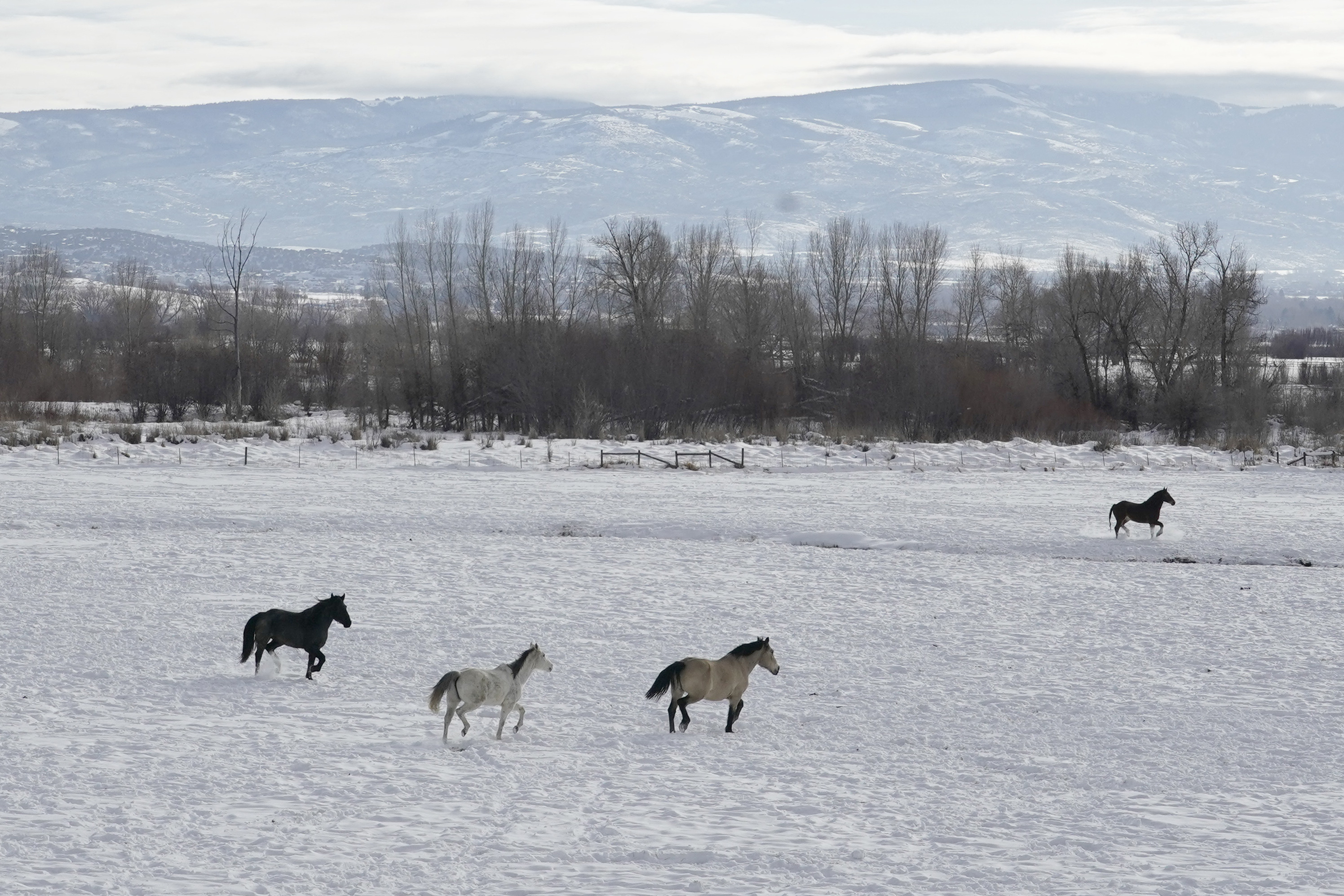 Animales en la nieve de Utah 