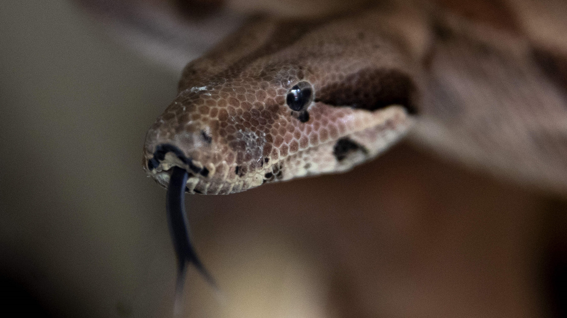 How boas save themselves from suffocation when constricting and digesting  dinner