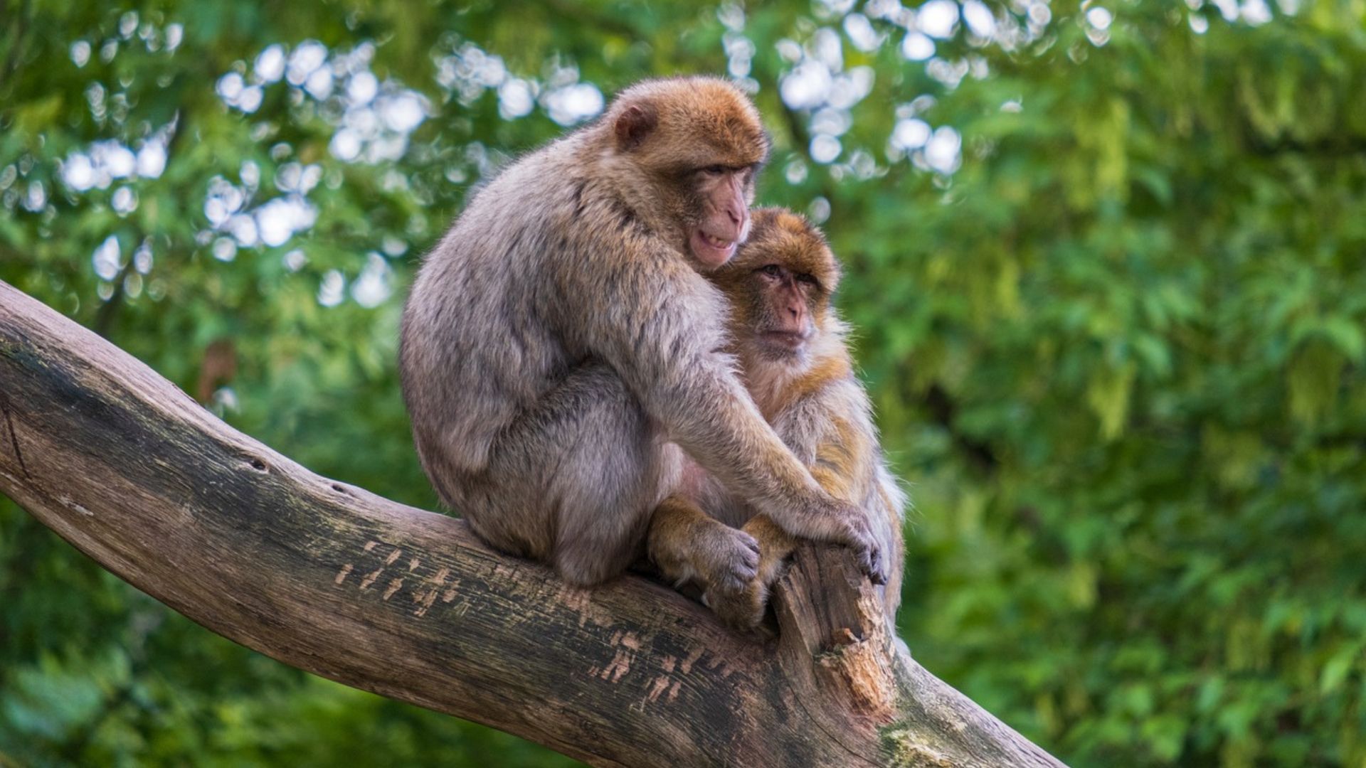 ¿Los monos macacos envejecen igual que los humanos? Esto es lo que dice la ciencia