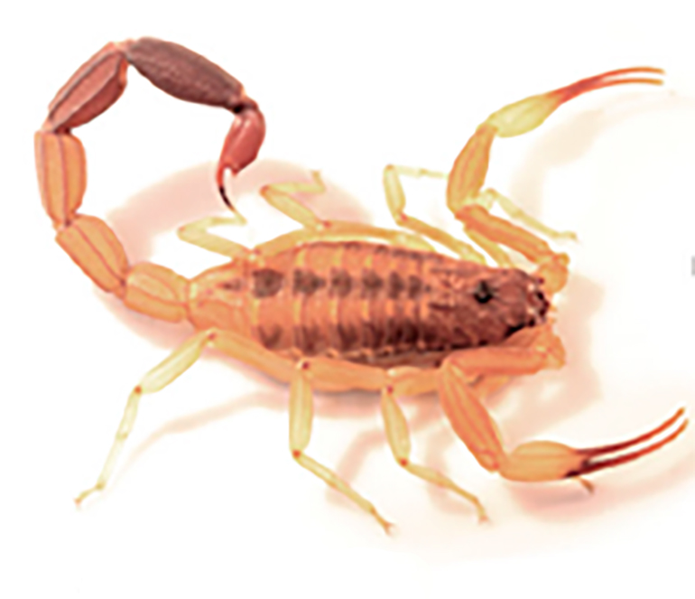 El escorpión Tityus carrilloi se encuentra desde el Centro al Norte de la Argentina y en Uruguay/Revista del Museo Argentino de Ciencias Naturales