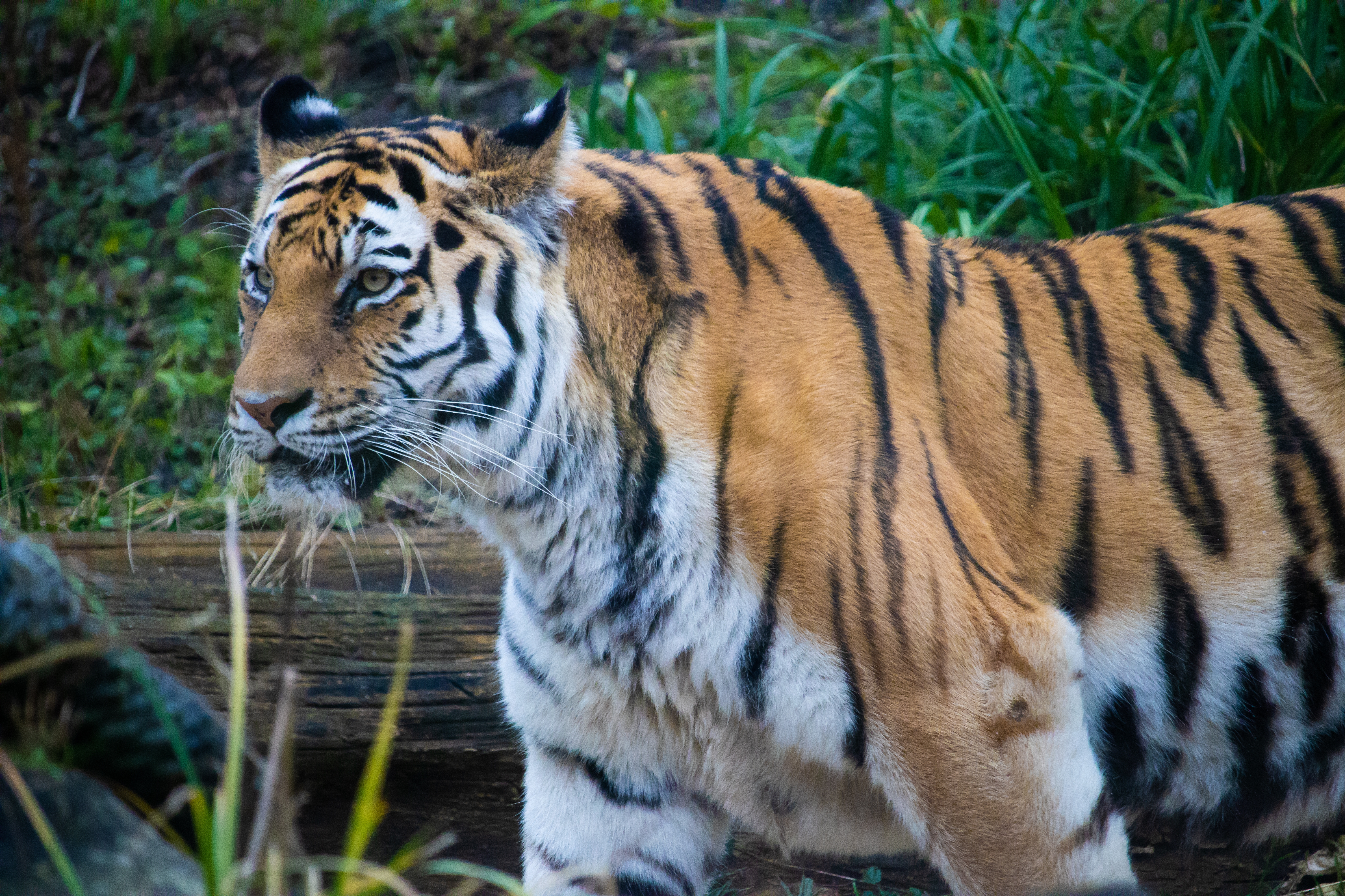 Una serie de muertes de tigres malayos preocupa a los expertos: qué sucederá con estos felinos que están en riesgo de extinción
