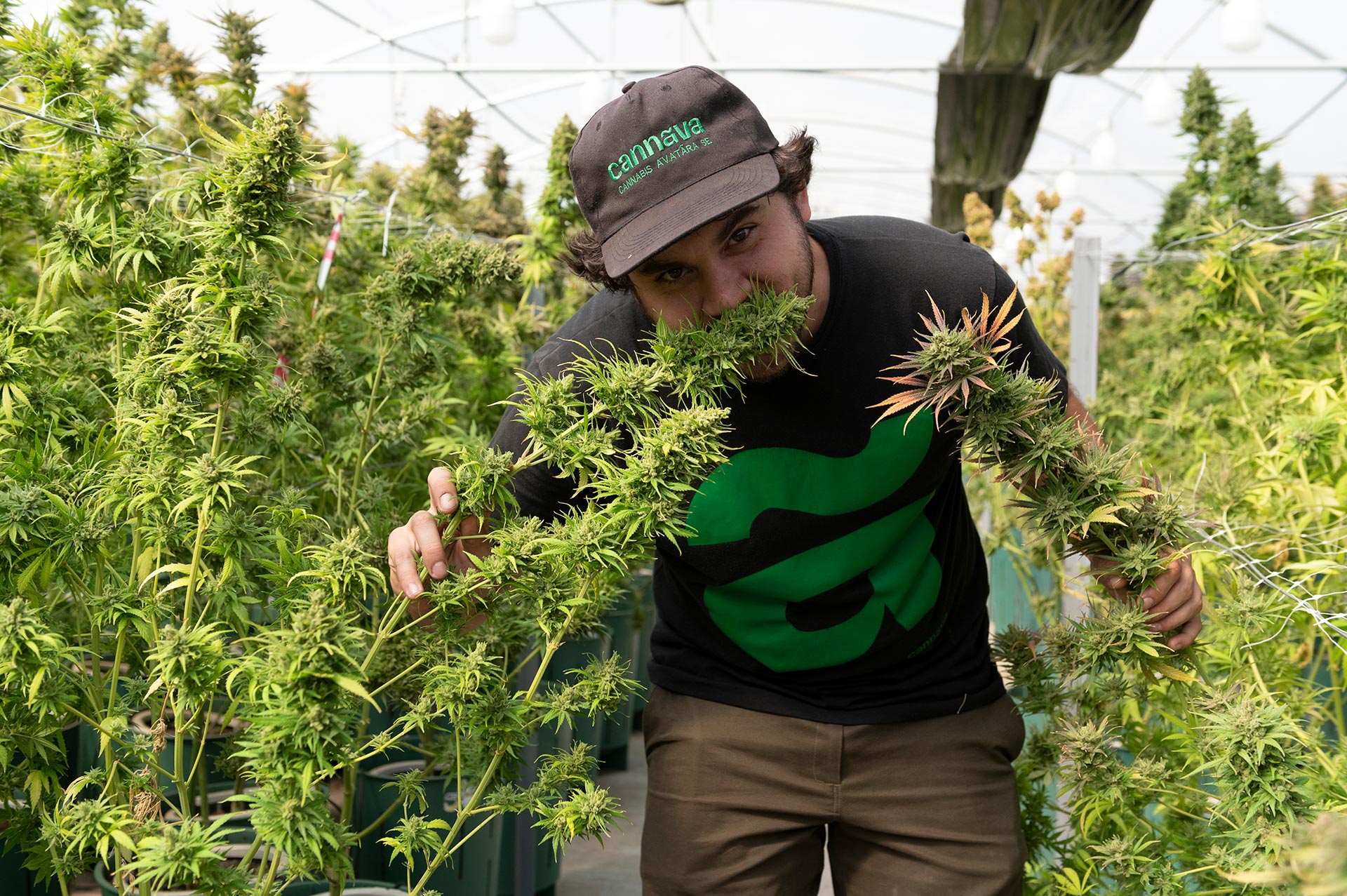 La industria del cannabis se pone en marcha en todo el país; en la foto el cultivo de la empresa estatal de Jujuy, Cannava (Cristian Gastón Taylor)