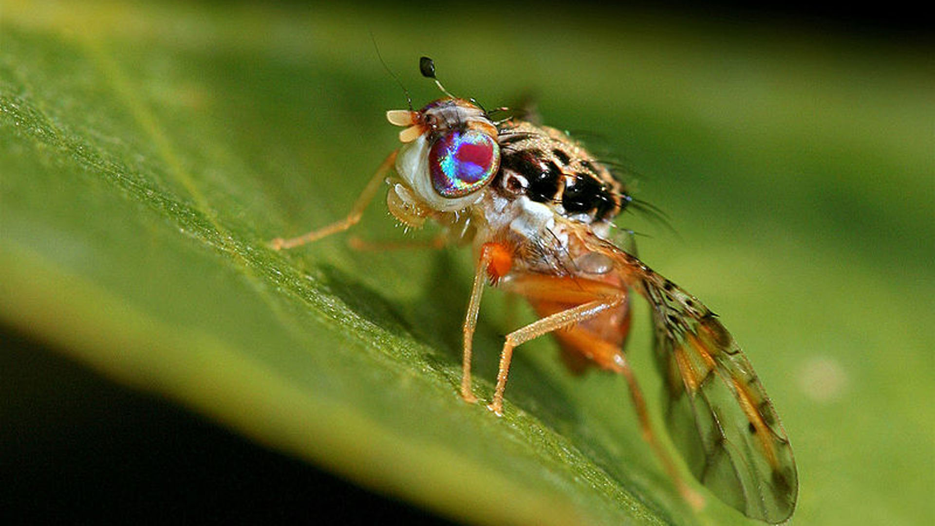 La comunicación sexual de los insectos depende en gran medida de las feromonas, atrayentes químicos que permiten que los machos y las hembras de una especie se apareen