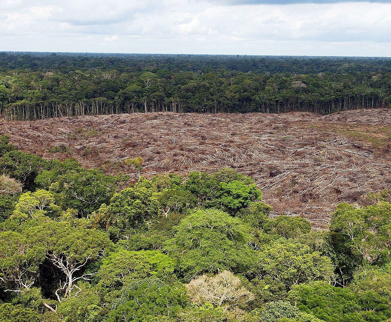 Vista de árboles talados en la selva amazónica de Brasil, en una fotografía de archivo (Foto: EFE/Marcelo Sayao)
