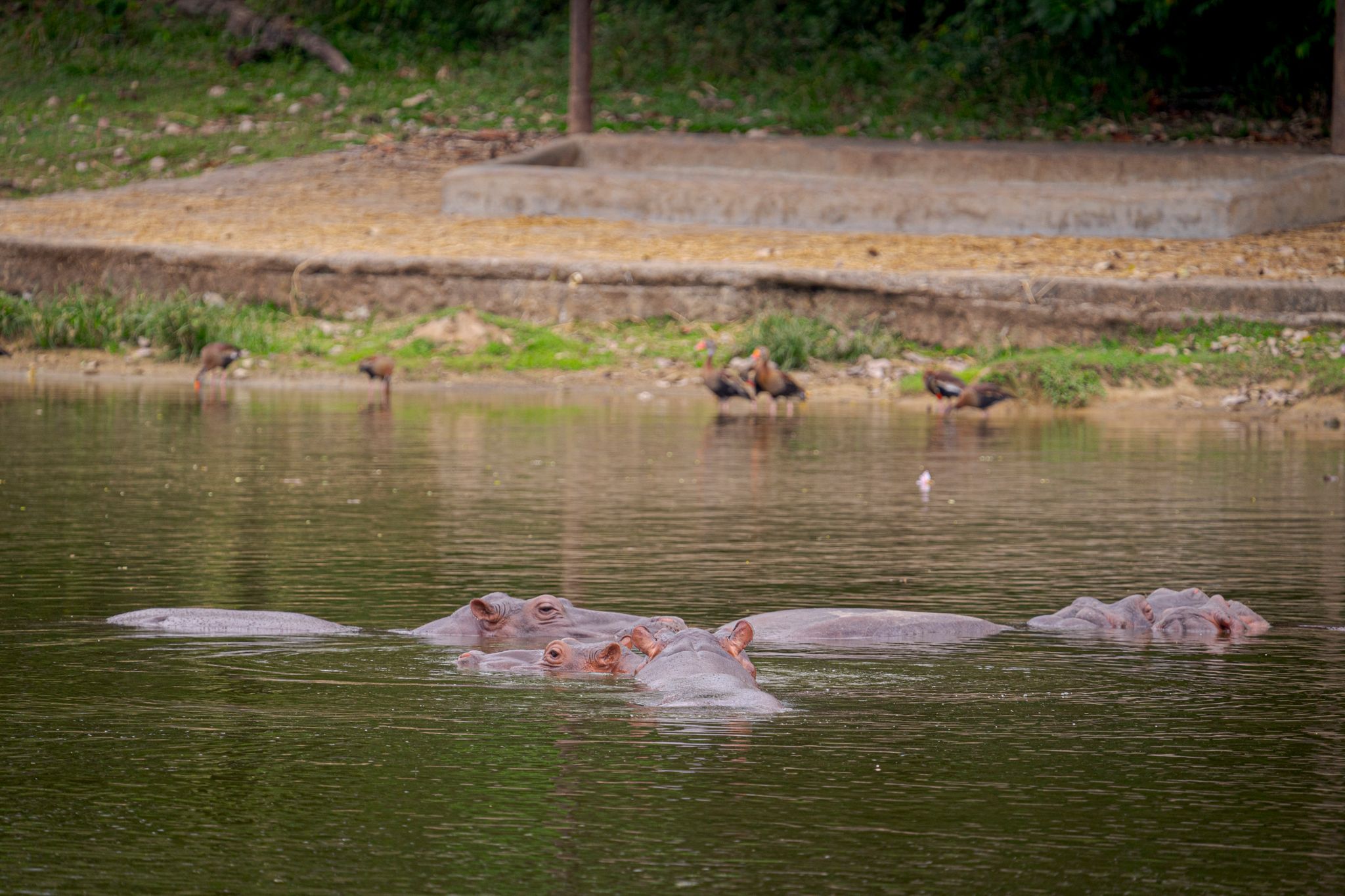 Hipopótamos en uno de los lagos del parque "Hacienda Nápoles" (Foto: Luis Bernardo Cano/dpa)