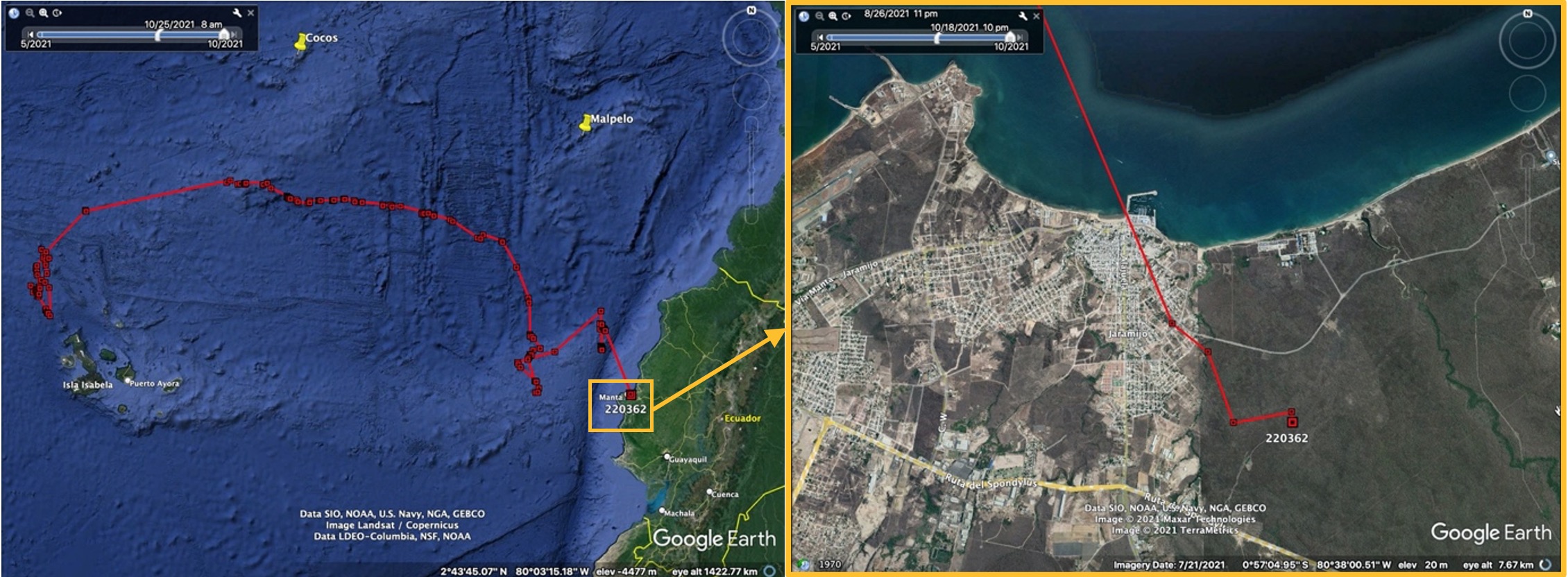 Ruta reportada del tiburón ballena por el rastreador que terminó en Jaramijó. (Cortesía de Sofía Green/ GWSP).