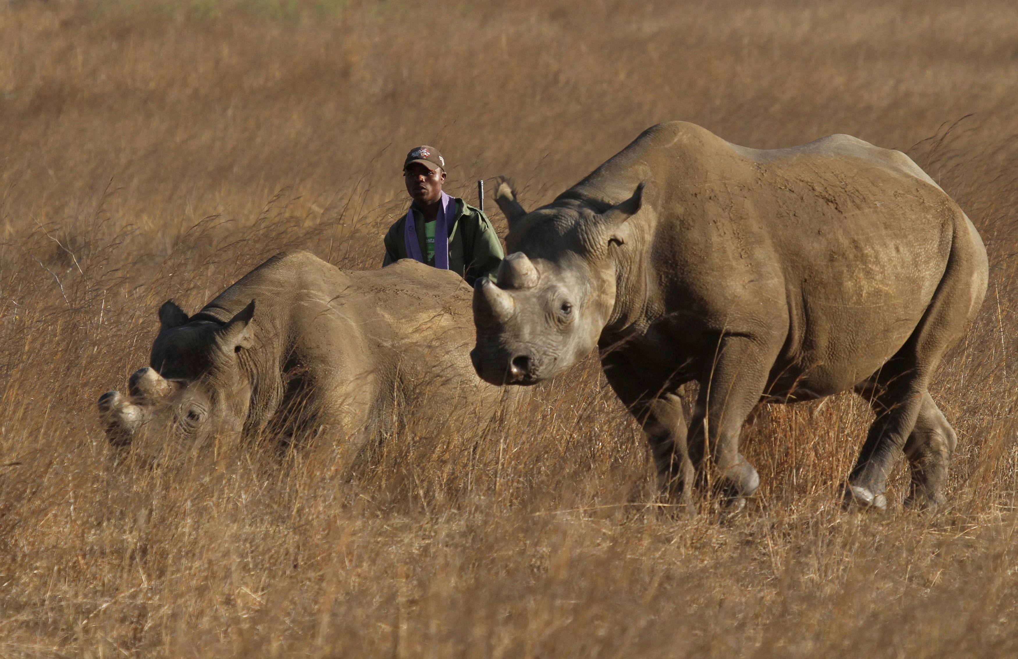 En Botswana, uno de los hábitats de rinocerontes más seguros del mundo, la caza furtiva aumentó tanto en el primer mes de la pandemia en 2020 que los rinocerontes negros en peligro crítico de extinción tuvieron que ser reubicados (REUTERS)