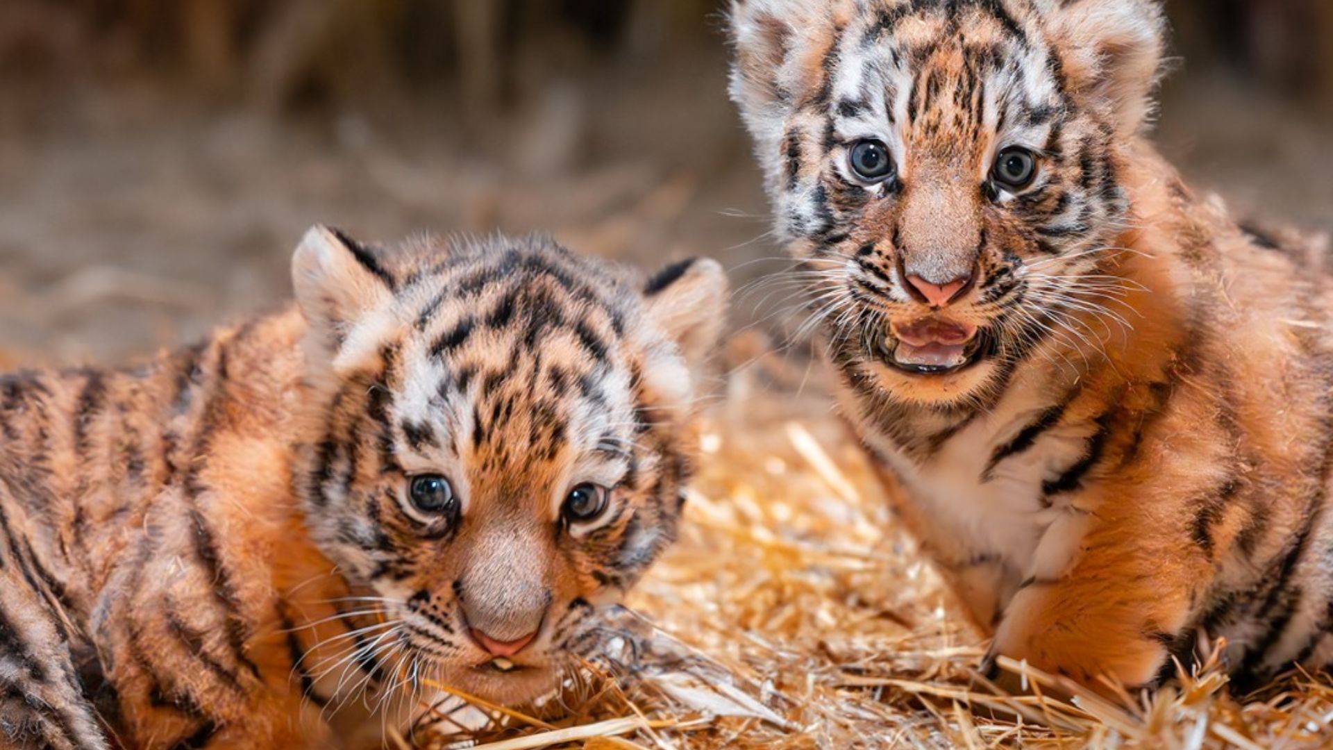 Las nuevas cachorras de tigre siberiano: un nacimiento “increíblemente  raro” en Ohio - Infobae