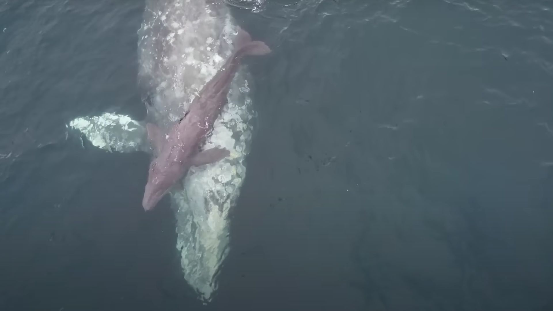 Avistamiento único: captan el bello momento del nacimiento de una ballena gris en California
