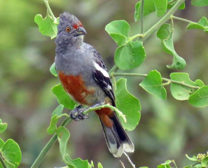 Pájaro cortarramas peruano. (Foto: Captura)