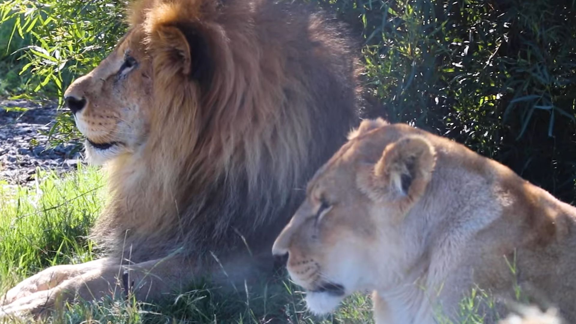 La historia del león rescatado en Perú que conmovió a todos por cuidar a su  pareja hasta el final - Infobae